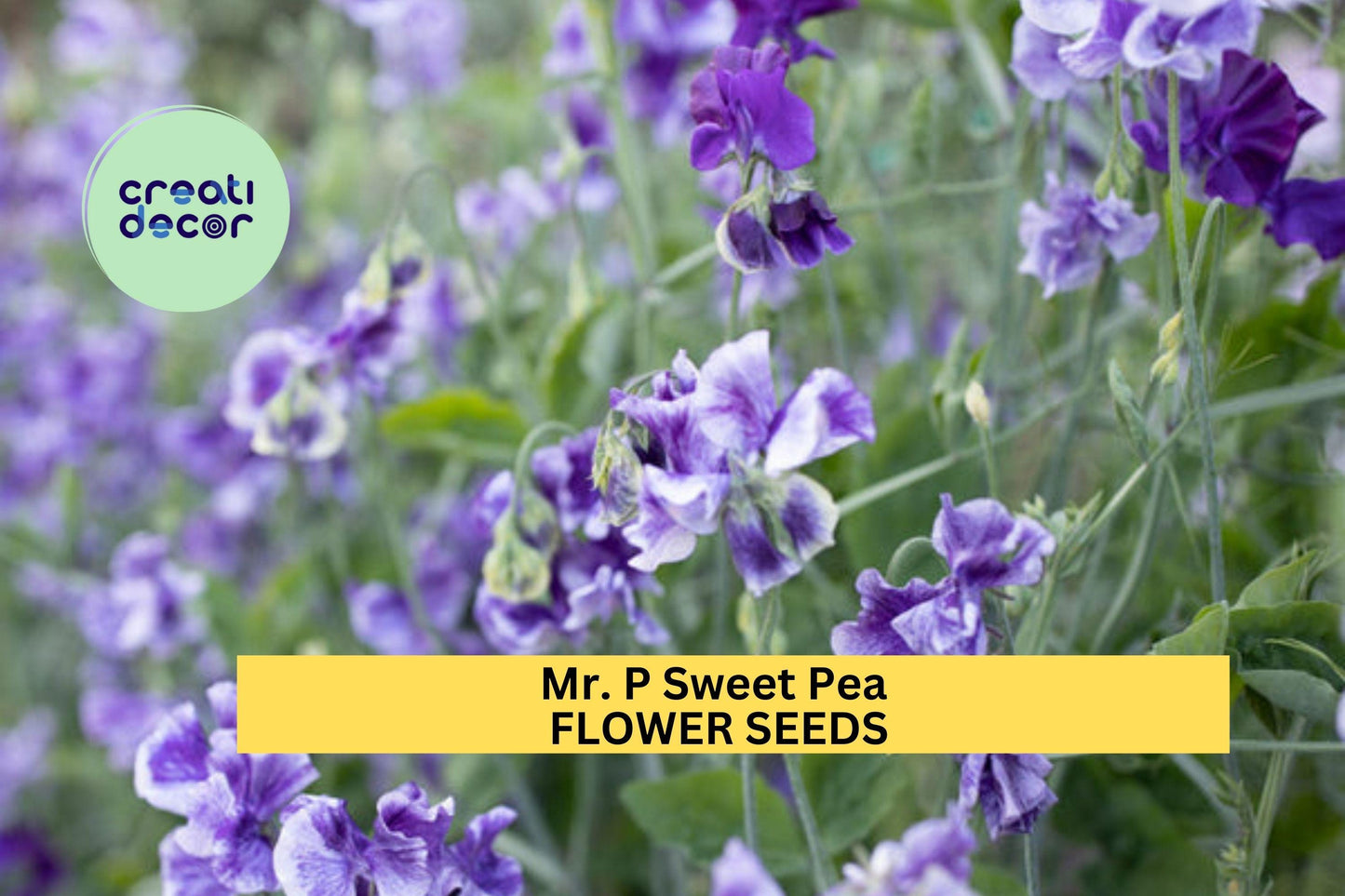 50+ Mr. P Sweet Pea Seeds – Deep Magenta Fragrant Blooms for Garden Planting, Climbing Vines for Trellises & Bouquets – USA