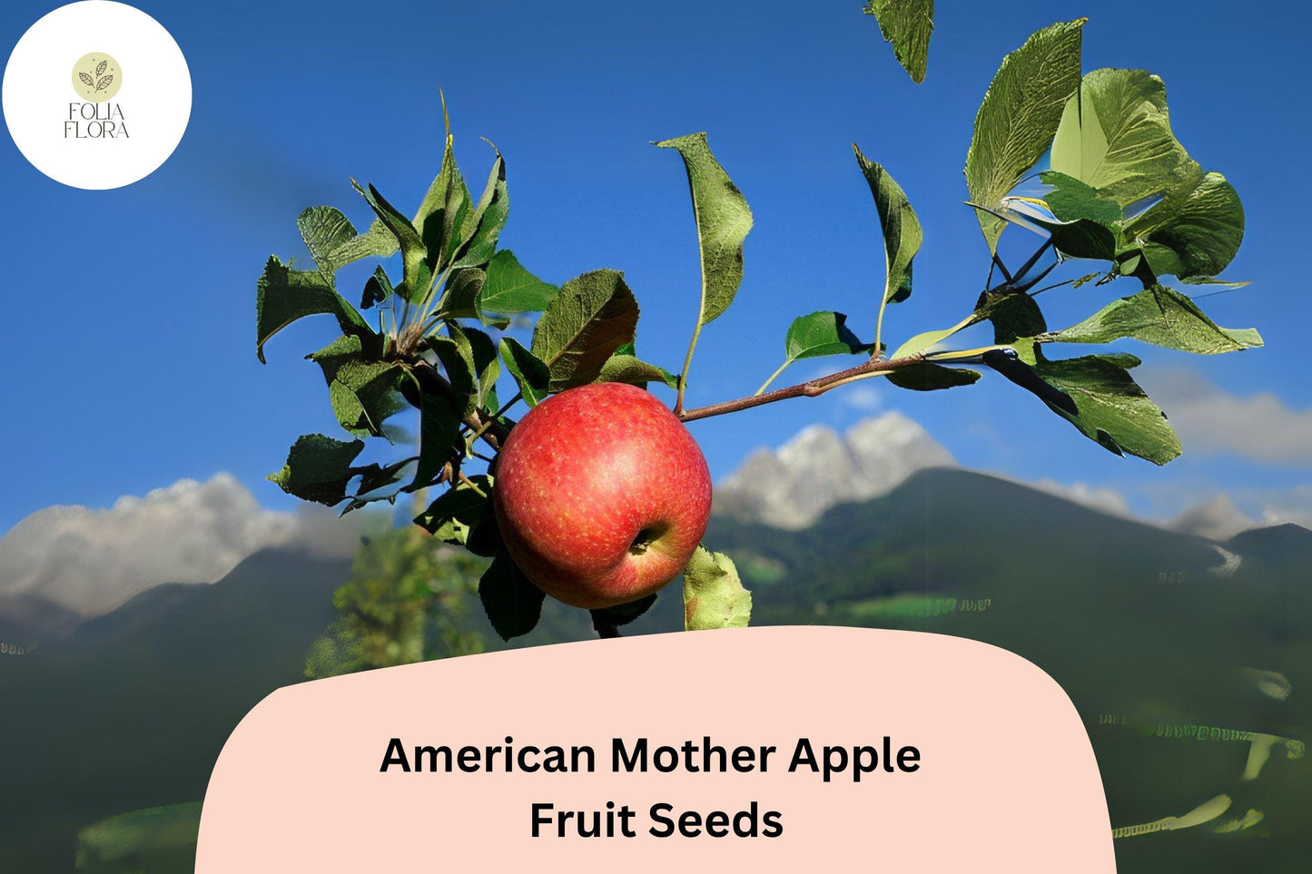 25+ American Mother Apple Seeds | Heirloom Dessert Apple | Malus domestica | Rare Antique Variety | Grow Fruit Tree from Seed