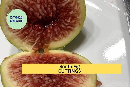 1 Smith Fig Cutting 6" to 10" – Premium Fig Tree Cutting for Propagation, Sweet-Tasting Heirloom Variety for Home Orchards