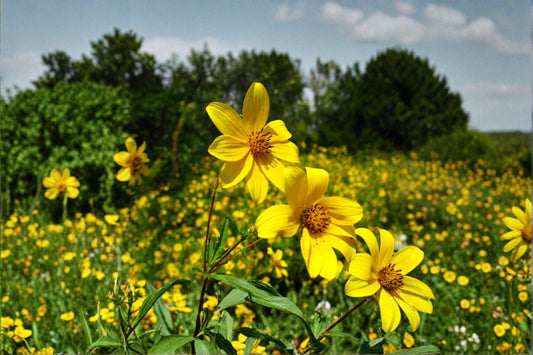 Swamp Marigold – Bidens aristosa Seeds | 30 Seeds | Native Yellow Wildflower | Moist Soil Pollinator Plant