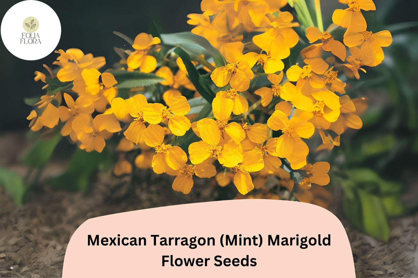 25+ Mexican Tarragon (Mint Marigold) Seeds | Tagetes lucida | Aromatic Herb & Ornamental Flower for Garden Planting