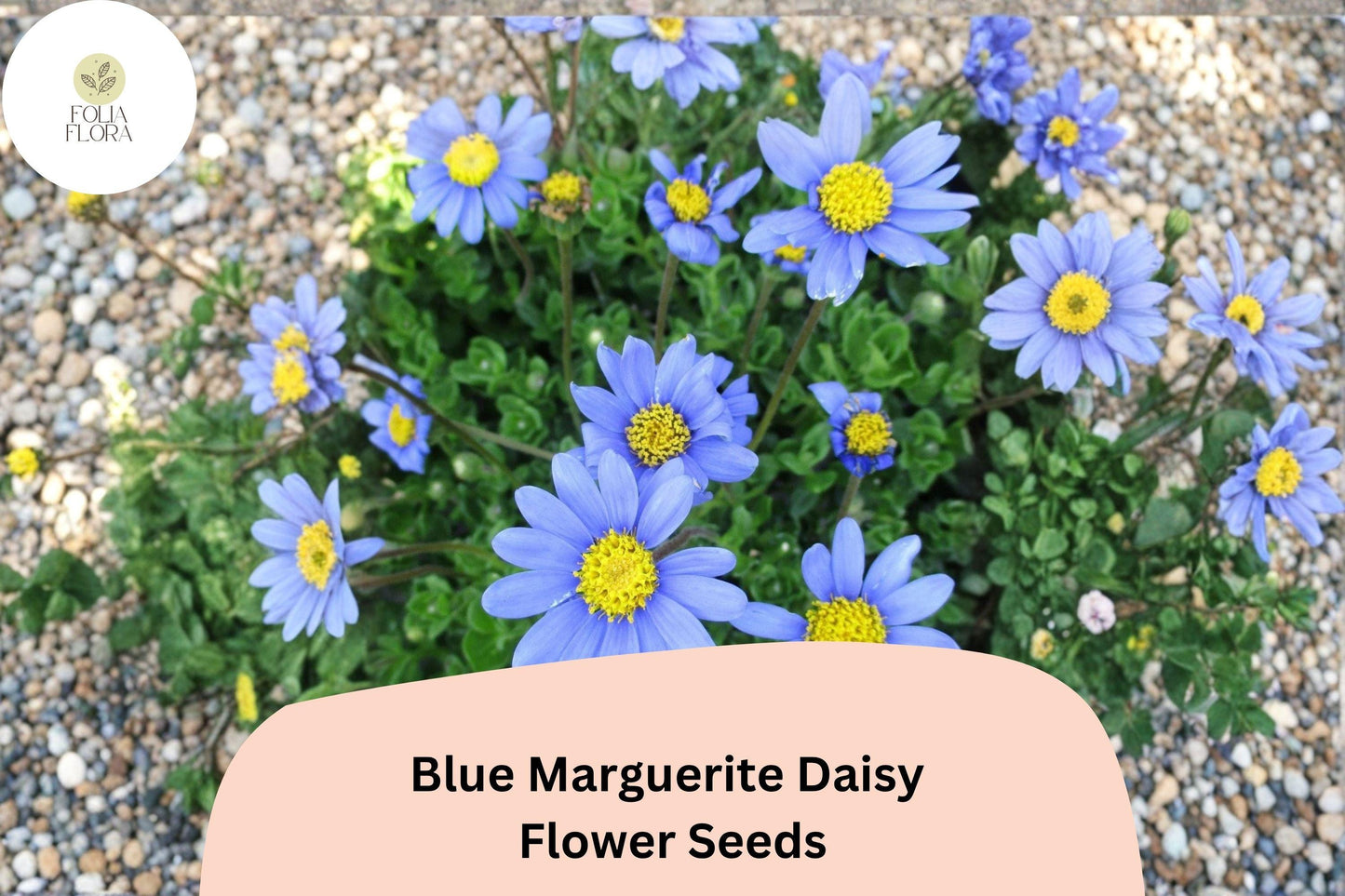 200+ Blue Marguerite Daisy Seeds | Felicia amelloides Sky Blue Blooms | Easy Annual Flower for Borders & Pots