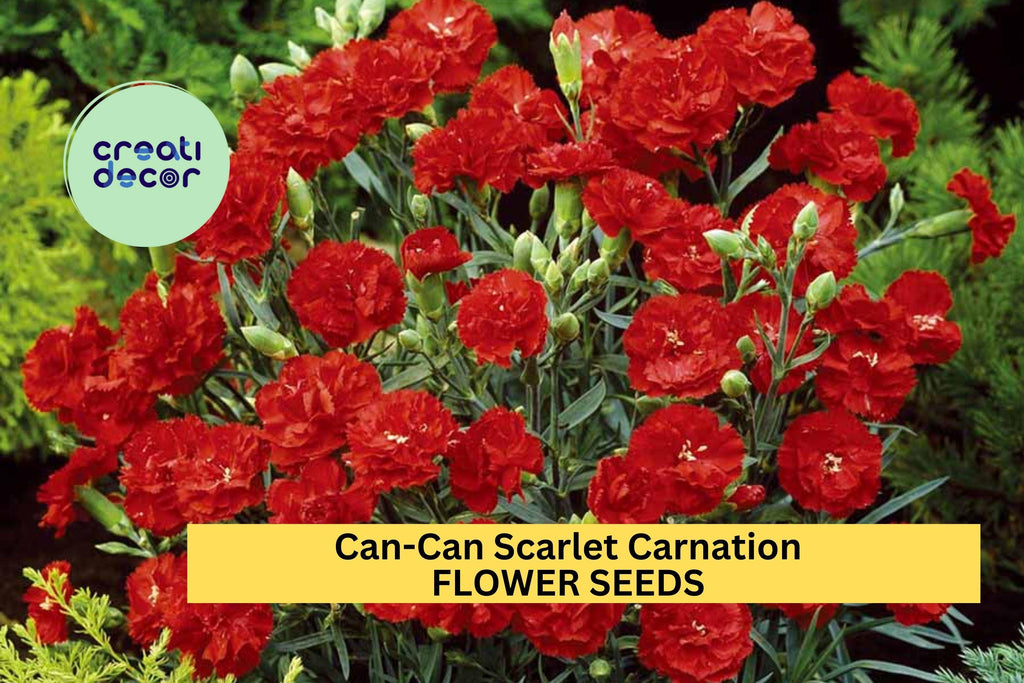 200+ Can-Can Scarlet Carnation Seeds – Ruffled Red Blooms for Garden Planting, Fragrant Cut Flowers for Borders & Bouquets – USA