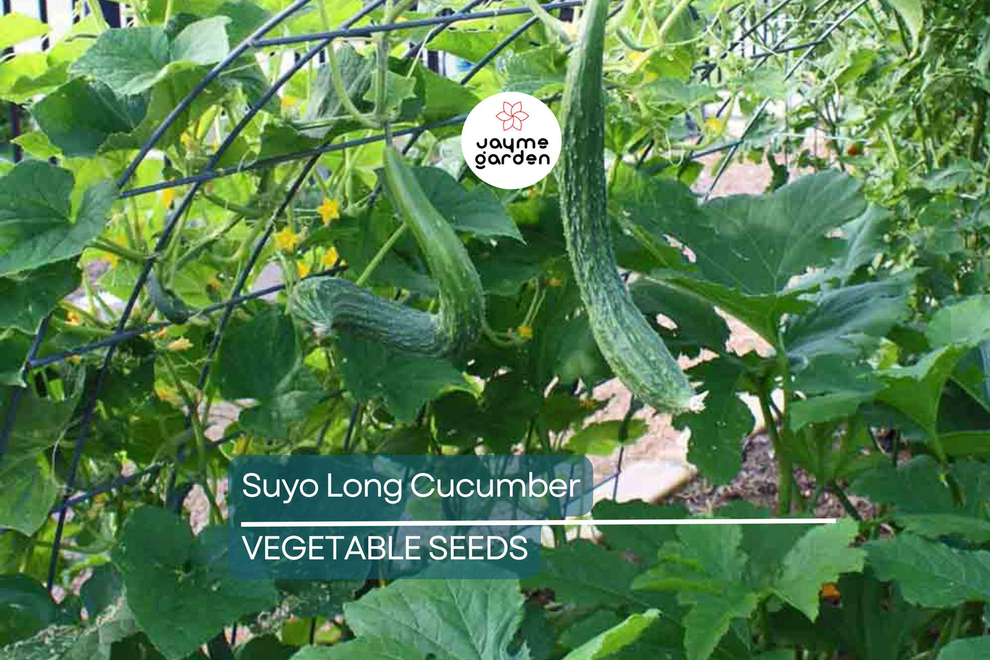100+ Suyo Long Cucumber Seeds - Heirloom - Burpless - Organic - Non-GMO - Rare Asian Variety - Sweet & Crisp - Grows Up to 15"