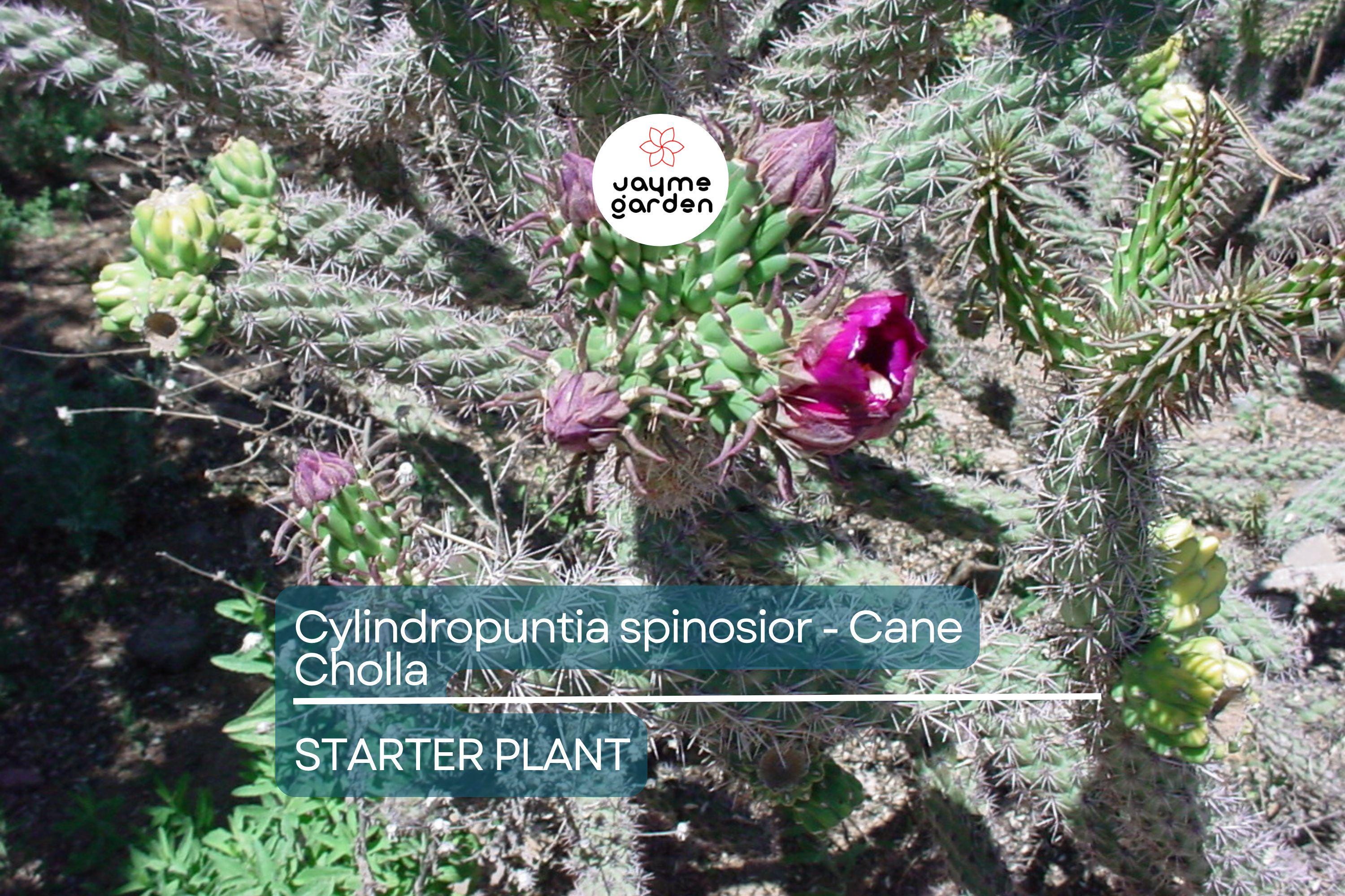 Cylindropuntia spinosior | Cane Cholla Rooted Cutting | Hardy Cactus for Xeriscapes & Desert Gardens
