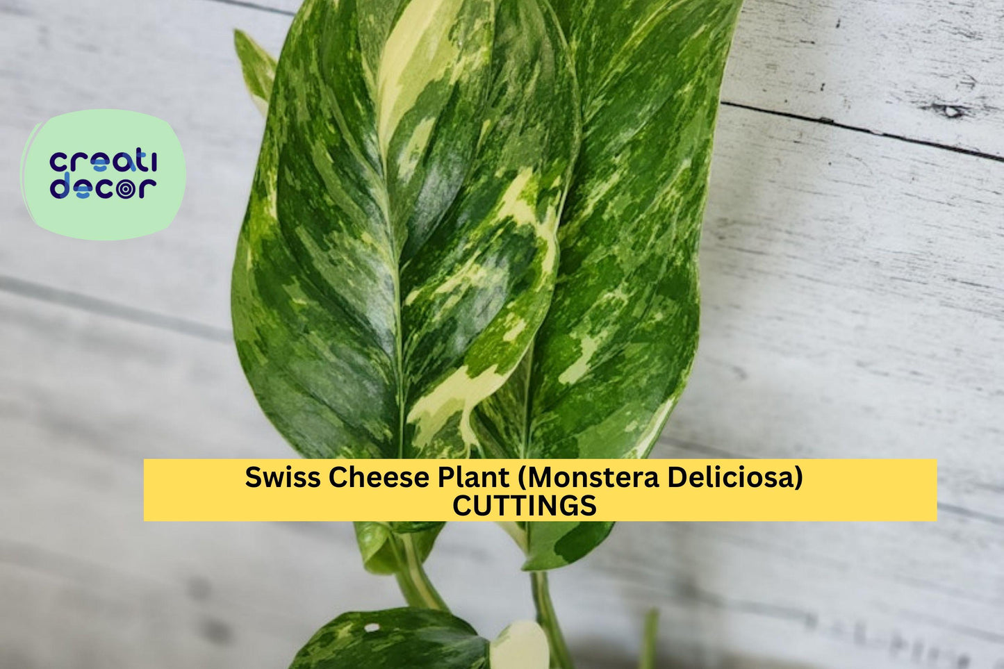Epipremnum Pinnatum Albo Variegated | 1 Rooted Cutting | Rare Variegated Vine | Indoor Aroid Plant | Collector’s Choice
