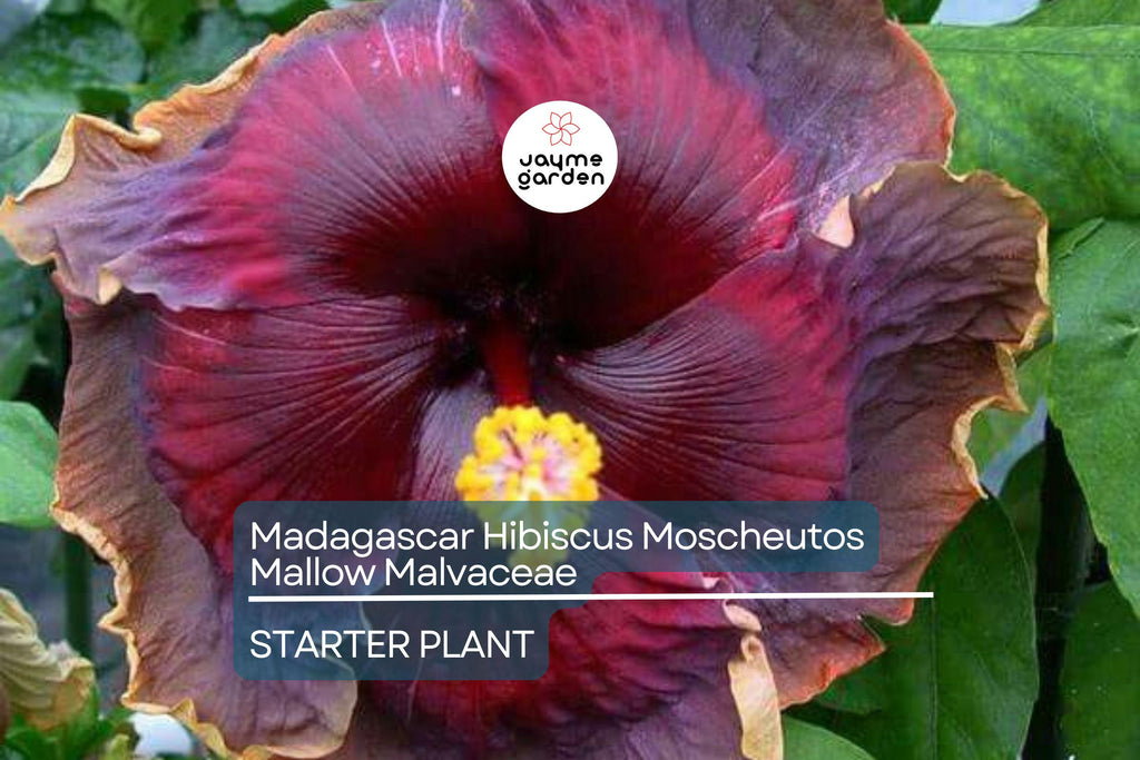 Madagascar Hibiscus Hibiscus Moscheutos Live Starter Plant 3–5 Inches, Mallow Malvaceae – Free US Shipping