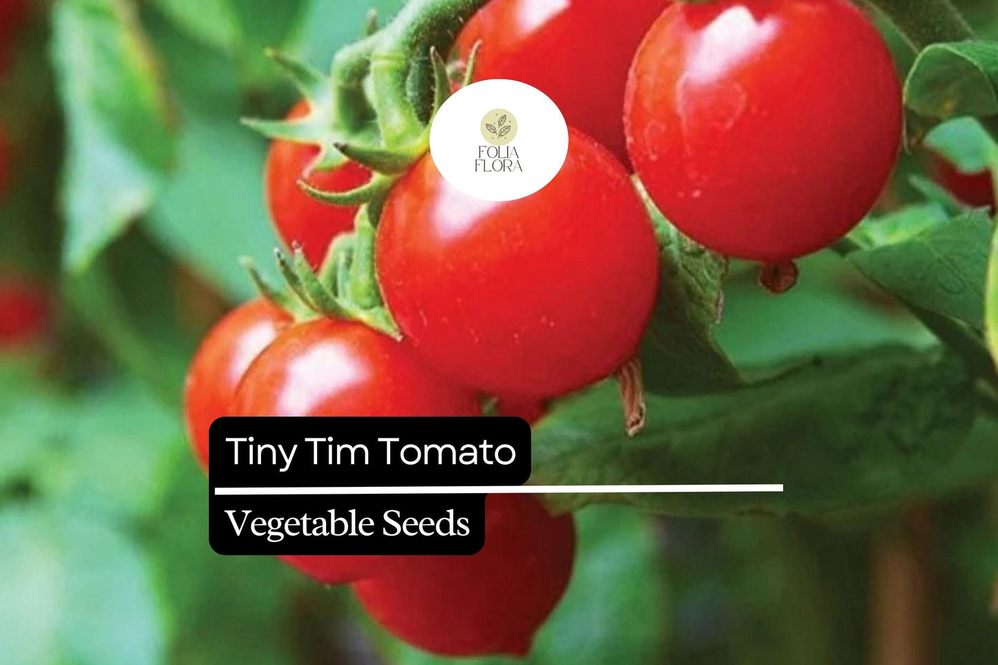 15 Seeds Tiny Tim Tomato (Solanum lycopersicum) - Dwarf Cherry Tomato, Compact Garden Tomato Variety