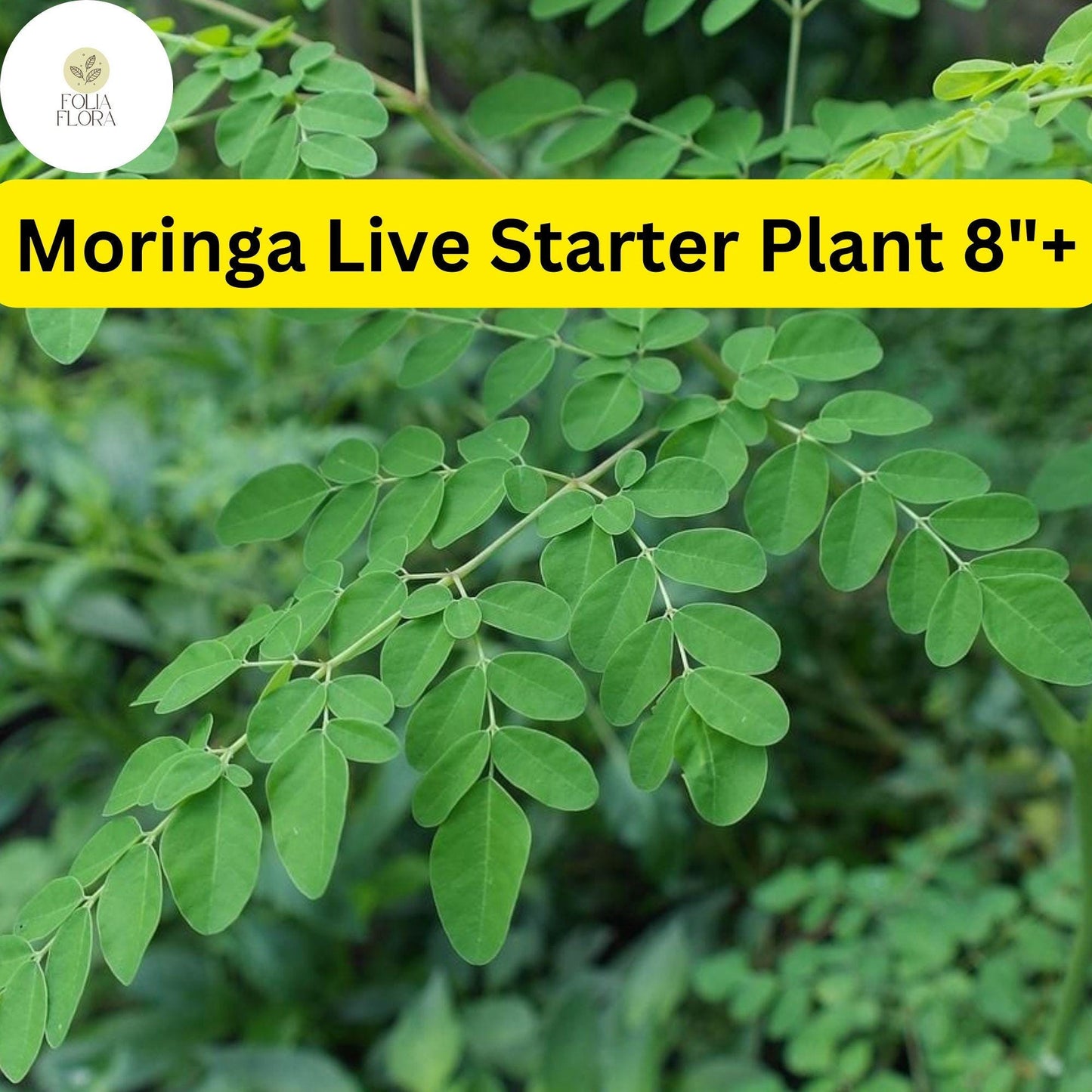 1 Moringa Rooted Live Plant 8"+ | Tree of Life