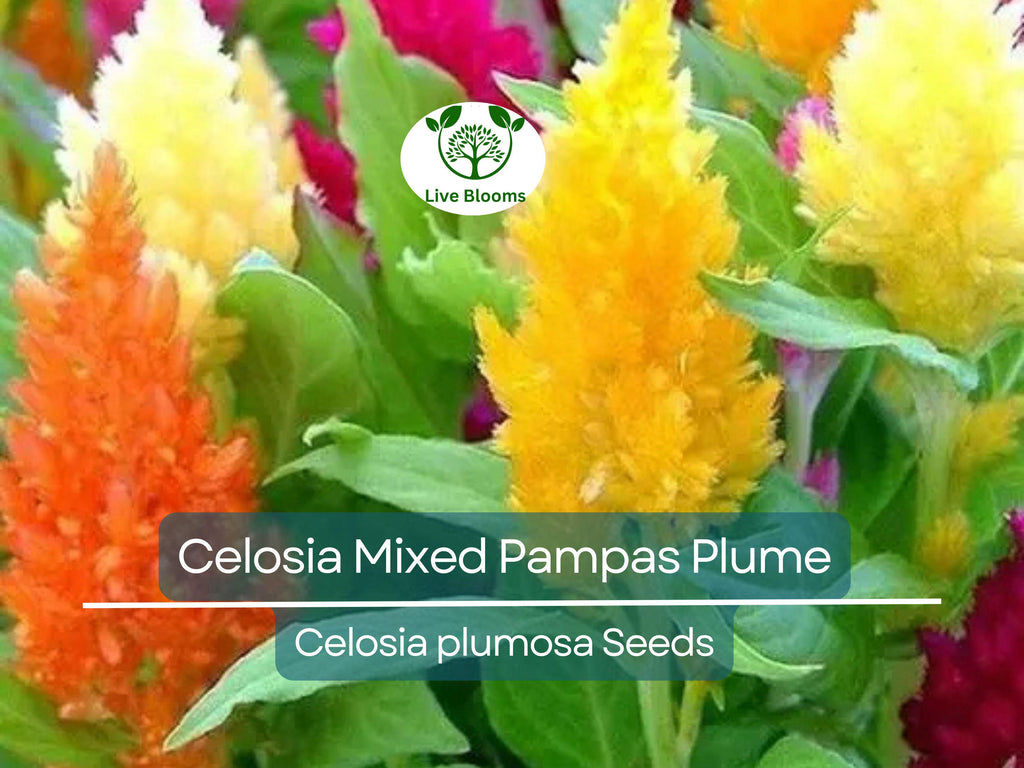 50 Seeds Celosia Mixed Pampas Plume, Non-GMO, Striking Colors, Cut & Dried Flowers, Garden, Decorative Blooms, Perennial