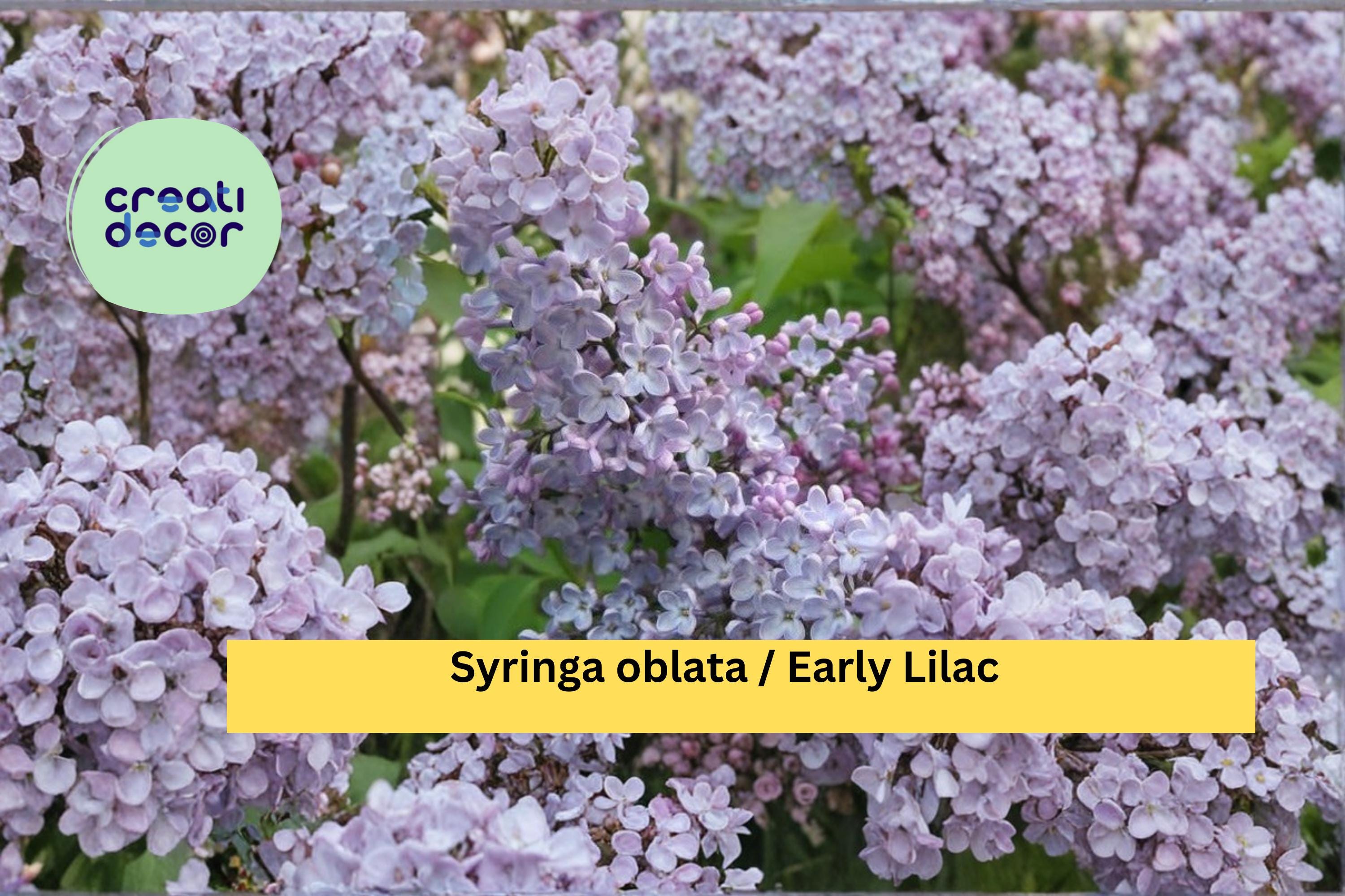 Early Lilac Seeds Syringa oblata 25 Count Fragrant Purple Flower Garden Shrub Seeds