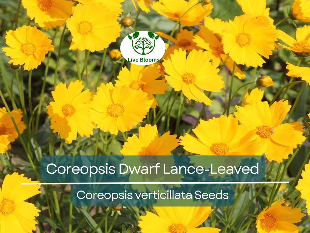 500 Seeds Coreopsis Dwarf Lance-Leaved Tickseed Perennial Non-GMO Butterflies Flower, Coreopsis verticillata, Yellow Garden Plants