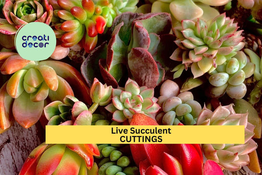 12pc Live Succulent Cuttings – Bare Root Plants for DIY Succulent Garden, Terrariums, Planters, Wedding Favors, Easy to Grow