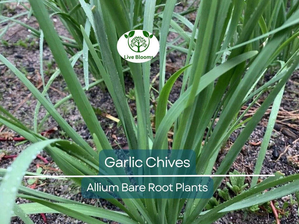 25 Garlic Chives Live Plants – Bare Root Stalks – Edible Herb for Garden or Container – Allium Tuberosum, Easy to Grow