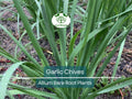 25 Garlic Chives Live Plants – Bare Root Stalks – Edible Herb for Garden or Container – Allium Tuberosum, Easy to Grow