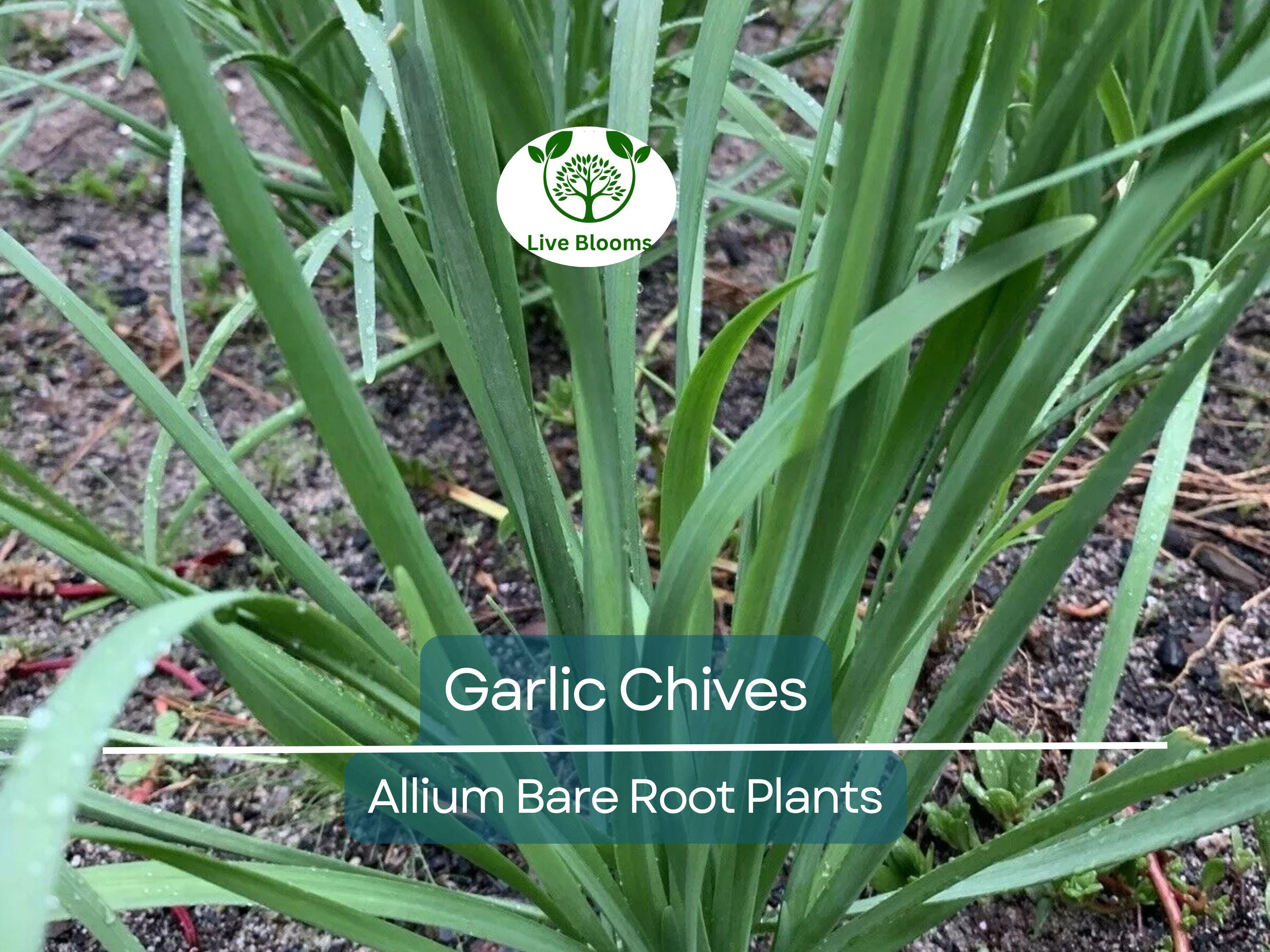 25 Garlic Chives Live Plants – Bare Root Stalks – Edible Herb for Garden or Container – Allium Tuberosum, Easy to Grow