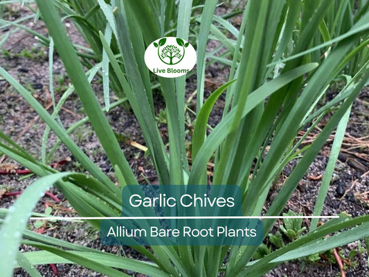 25 Garlic Chives Live Plants – Bare Root Stalks – Edible Herb for Garden or Container – Allium Tuberosum, Easy to Grow