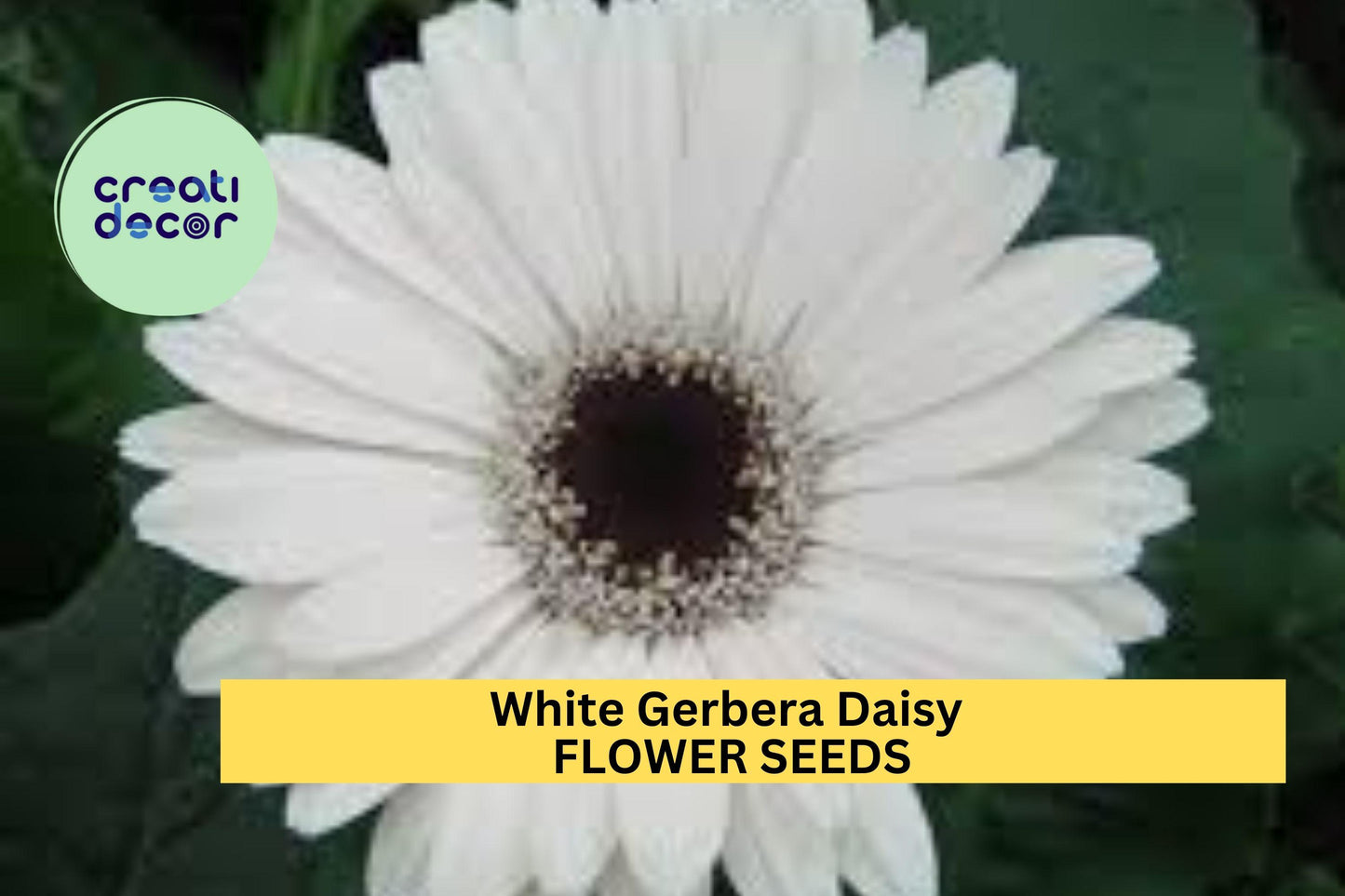 200+ White Gerbera Daisy Seeds – Elegant White Blooms for Garden Planting, Stunning Cut Flowers for Beds, Borders & Pots – USA