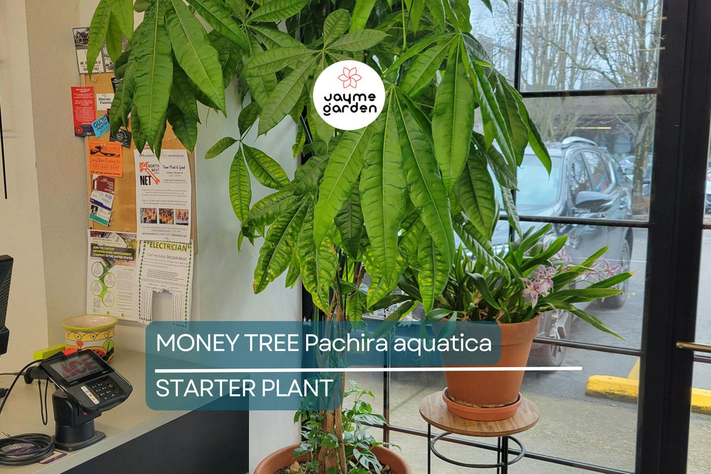 Money Tree Pachira aquatica | Bonsai Seedling | Indoor Plant | 4" Caudex Growth