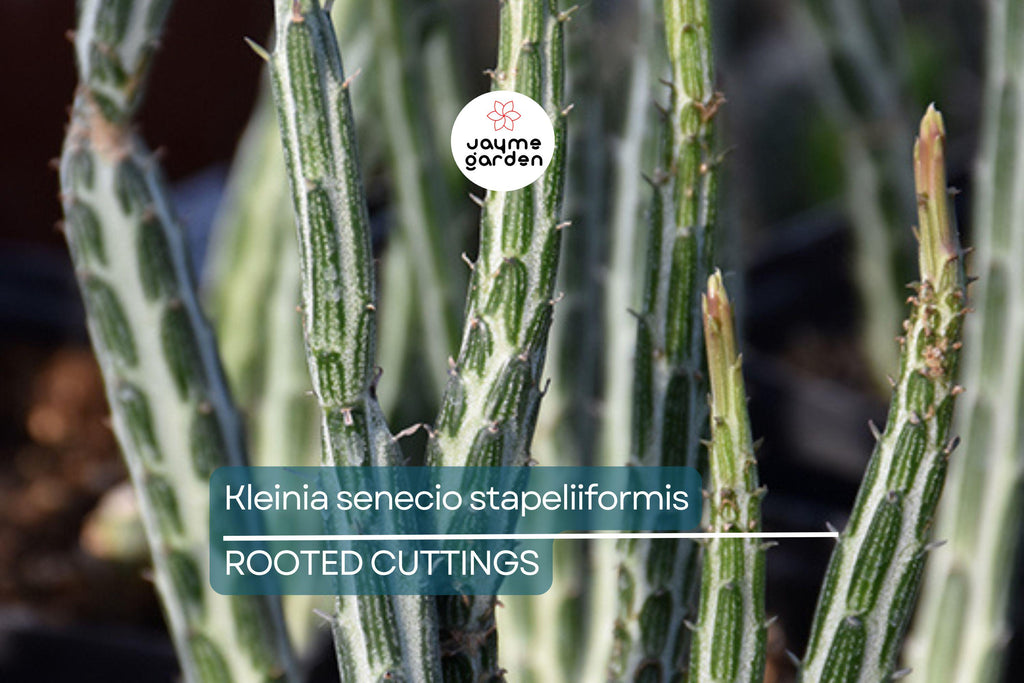 Kleiniia Senecio Stepiliformis Succulent Pickle Plant - 2 Rooted Cuttings in 2" Pot