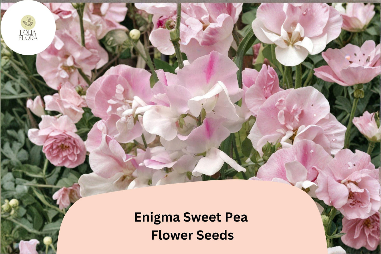 Enigma Sweet Pea Seeds | Lathyrus odoratus Vine Pink Blooms Garden Planting (50+ Seeds)