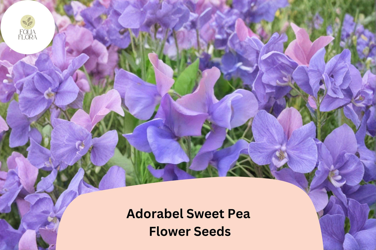 Adorabel Sweet Pea Seeds | Lathyrus odoratus Blooms Garden Planting (50+ Seeds)