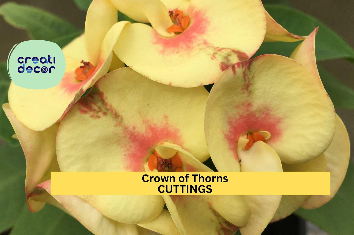 1 Thai Hybrid Crown of Thorns 'Chloe' | Euphorbia milii Rooted Cutting | Rare Bloom Variety | Indoor Flowering Succulent