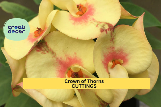 1 Thai Hybrid Crown of Thorns 'Chloe' | Euphorbia milii Rooted Cutting | Rare Bloom Variety | Indoor Flowering Succulent