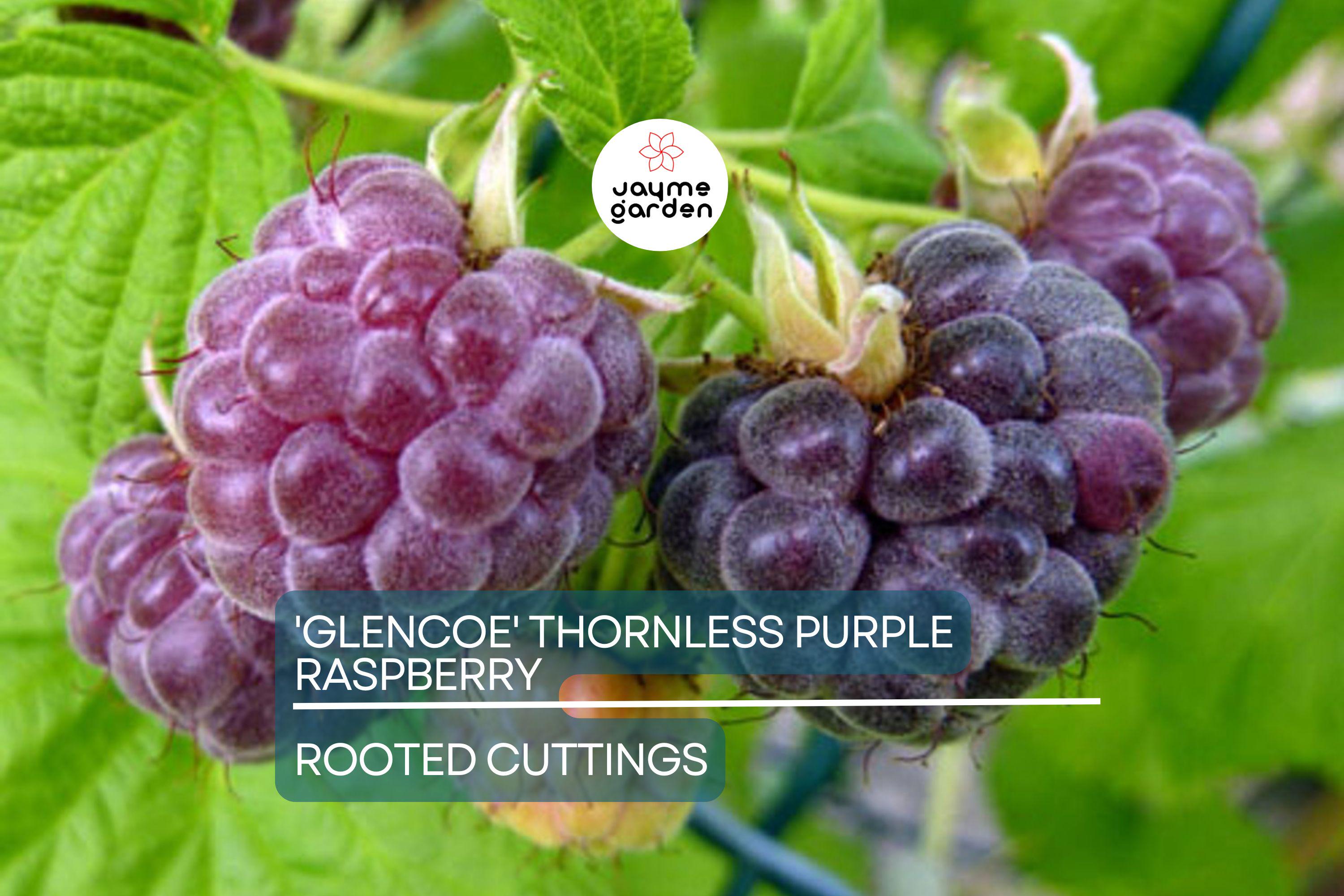 Thornless Purple Raspberry Cutting - Rubus 'Glencoe' | 4" Rooted Starter Plant | Sweet, Tart Berries