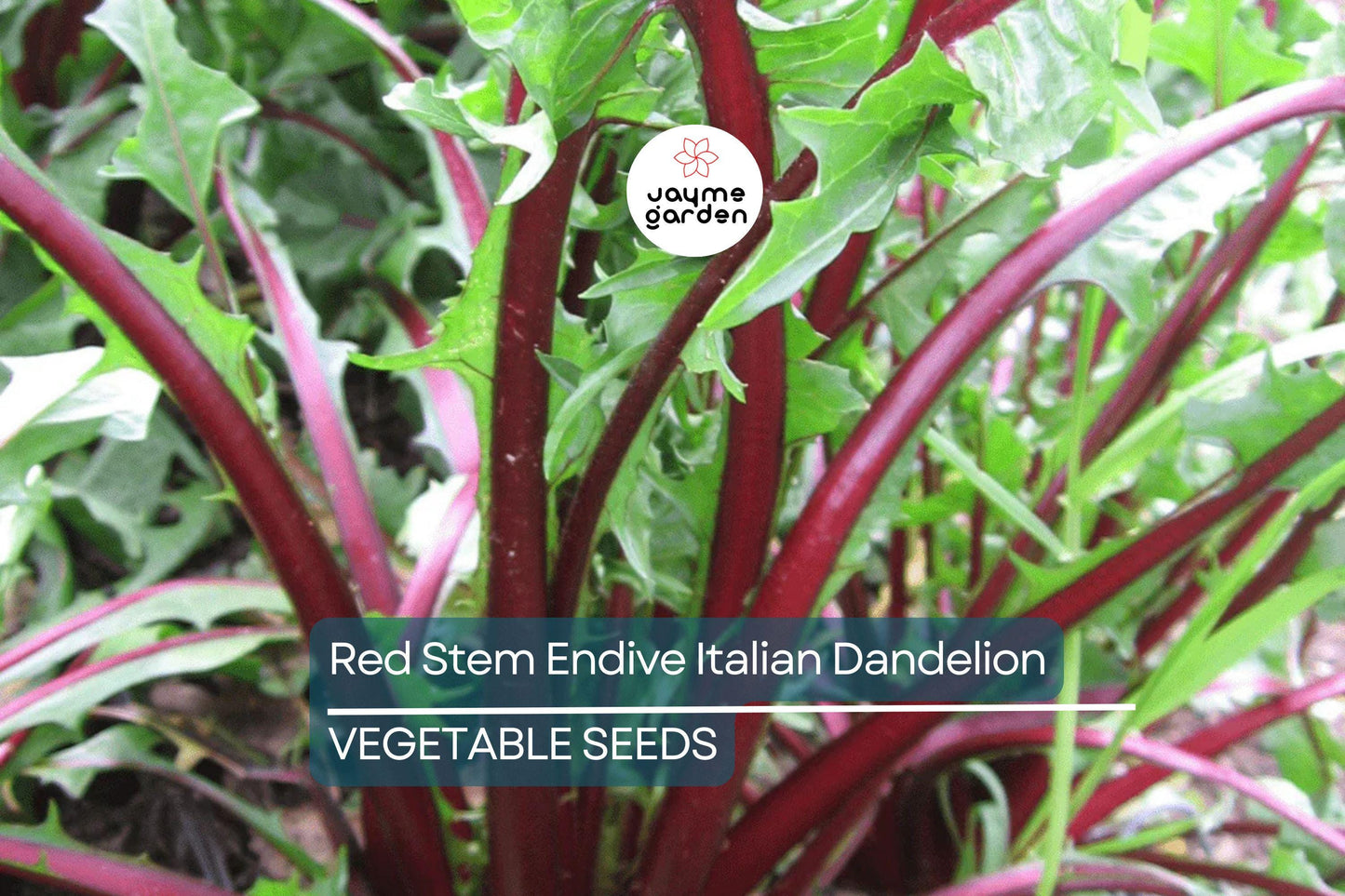 500 Red Stem Endive Italian Dandelion Seed (Chicory), Non-GMO Heirloom, Cold Tolerant, Free Shipping