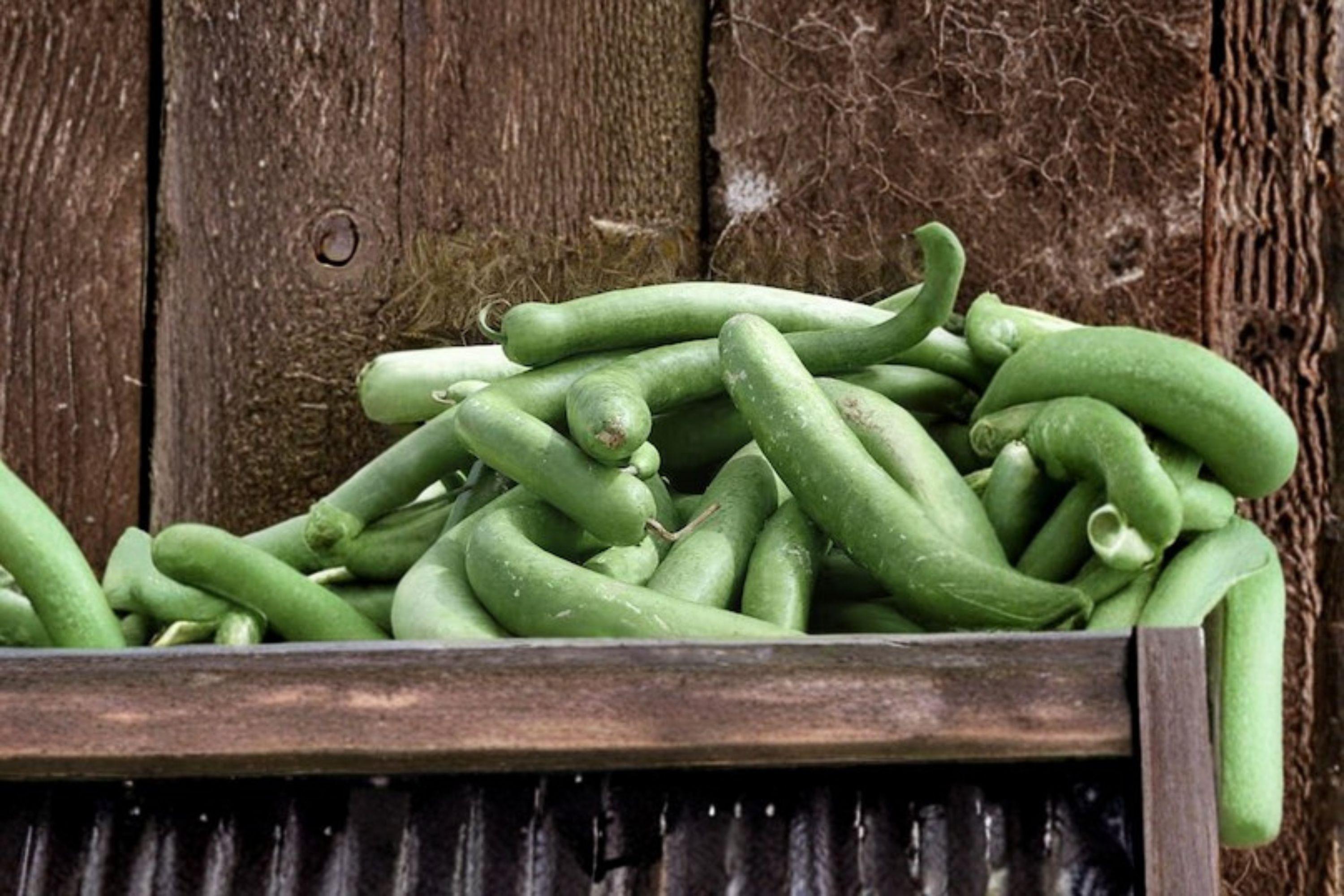 Snake Gourd/Lagenaria siceraria – 10 Seeds | Edible & Ornamental Gourd | Extra-Long Curved Fruits | Traditional Asian Vegetable