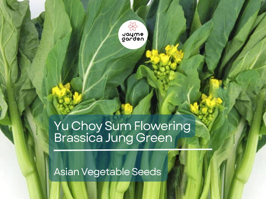 500mg Yu Choy Sum Seeds - Flowering Brassica Jung Green - Heirloom Non-GMO Asian Green for Stir-Fries, Soups, & Gardening