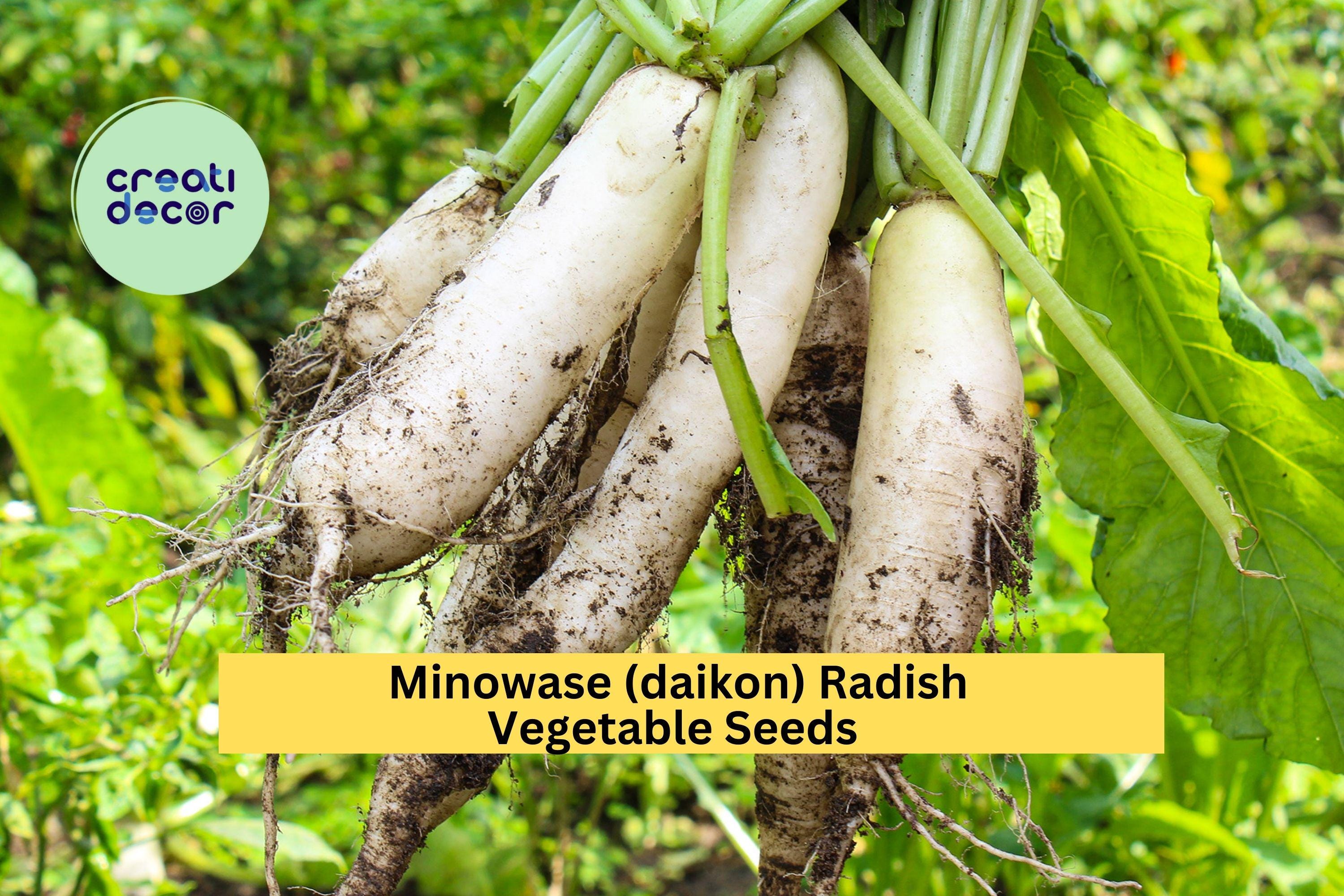 3pcs of 1g Japanese Minowase Daikon Radish Seeds – Crisp White Long Roots, Great for Pickling or Stir Fry, Easy to Grow Seeds for Planting