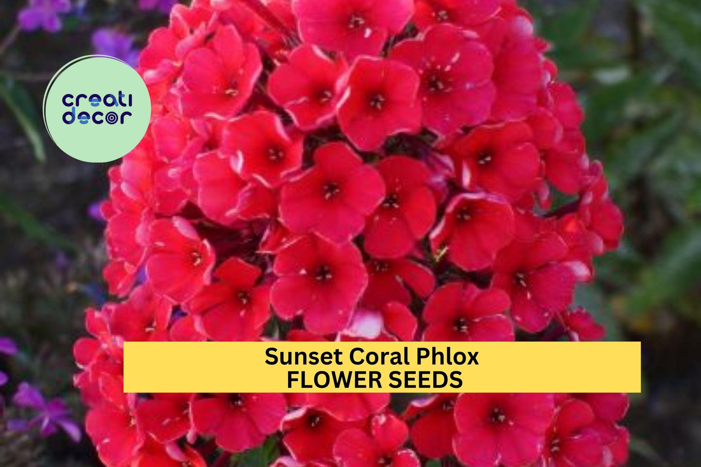 100+ Sunset Coral Phlox Seeds – Warm Coral Blooms for Garden Planting, Long-Blooming Perennial for Borders & Pollinator Gardens – USA