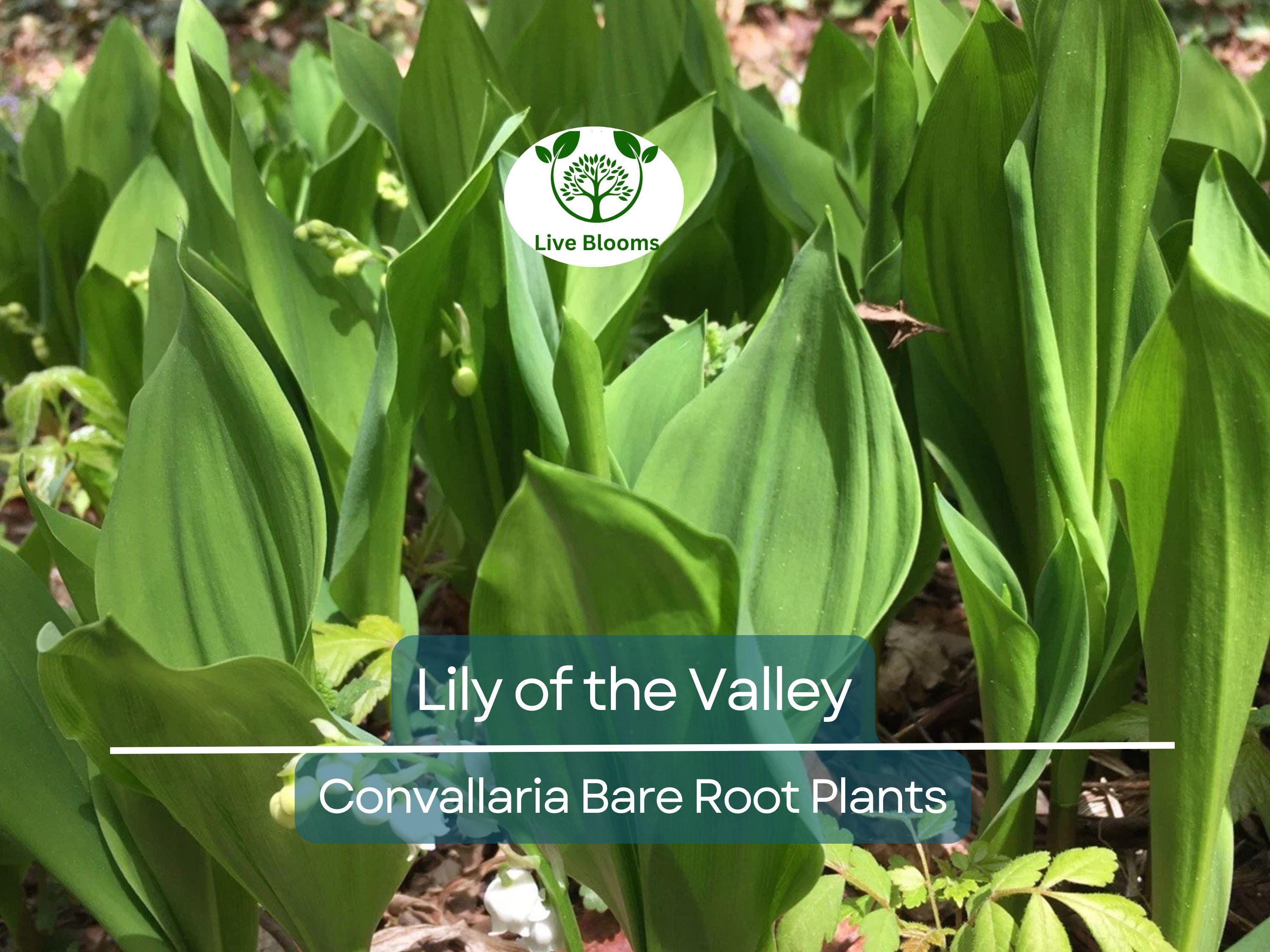 12 Lily of the Valley – Live Bare Root Perennial Plants – Fragrant White Flowers – Shade-Loving Ground Cover