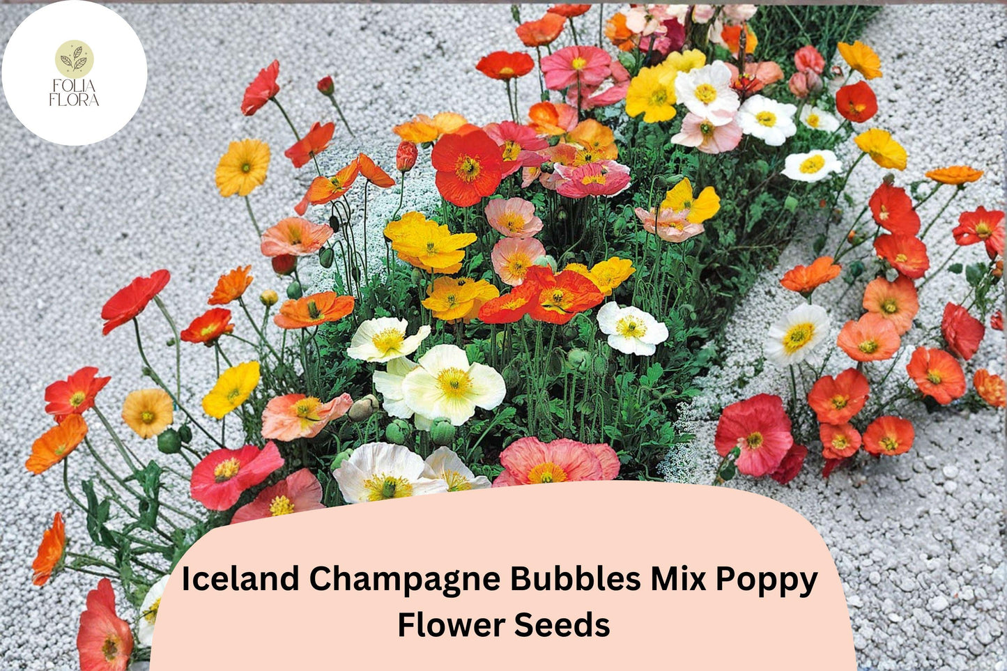 200+ Iceland Champagne Bubbles Mix Poppy Seeds for Garden – Bright Perennial Blooms, Easy to Grow Flowers