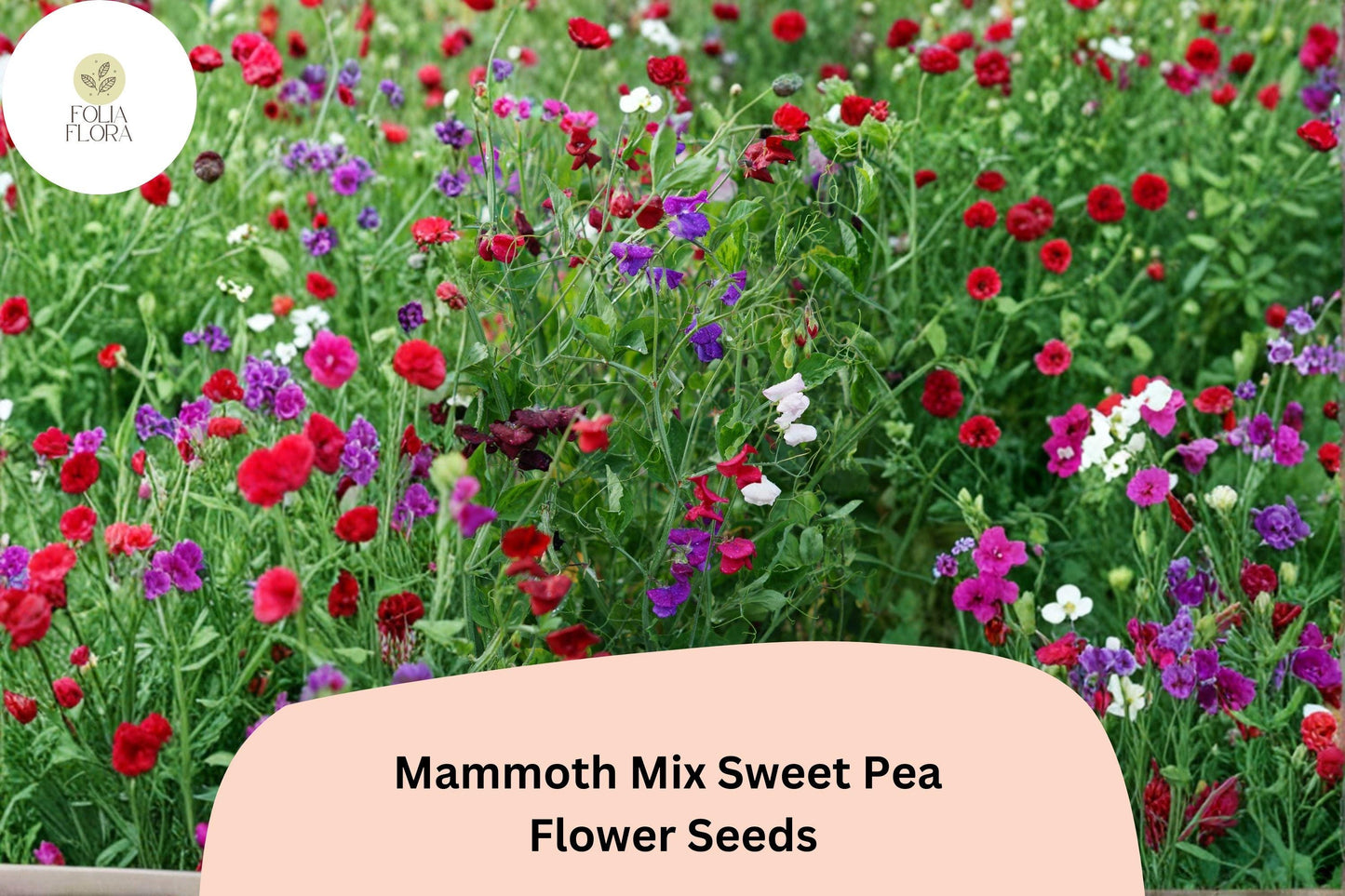 Mammoth Mix Sweet Pea Seeds | Lathyrus odoratus Tall Vine Mixed Colors Garden (50+ Seeds)