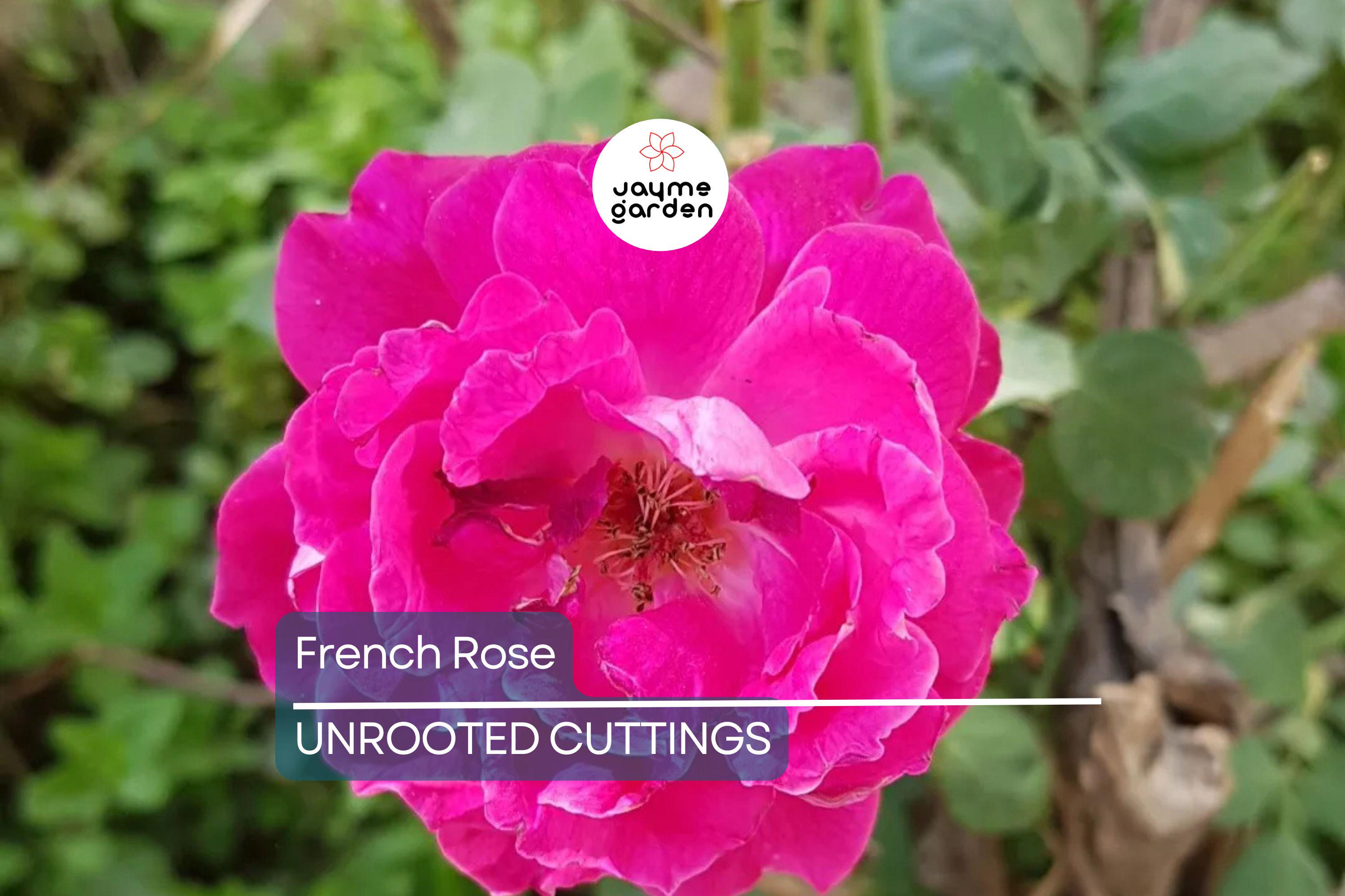 French Rose Cuttings (4) – Climbing Rose for Fences, Arches & Entryways, Elegant Victorian Garden Decor