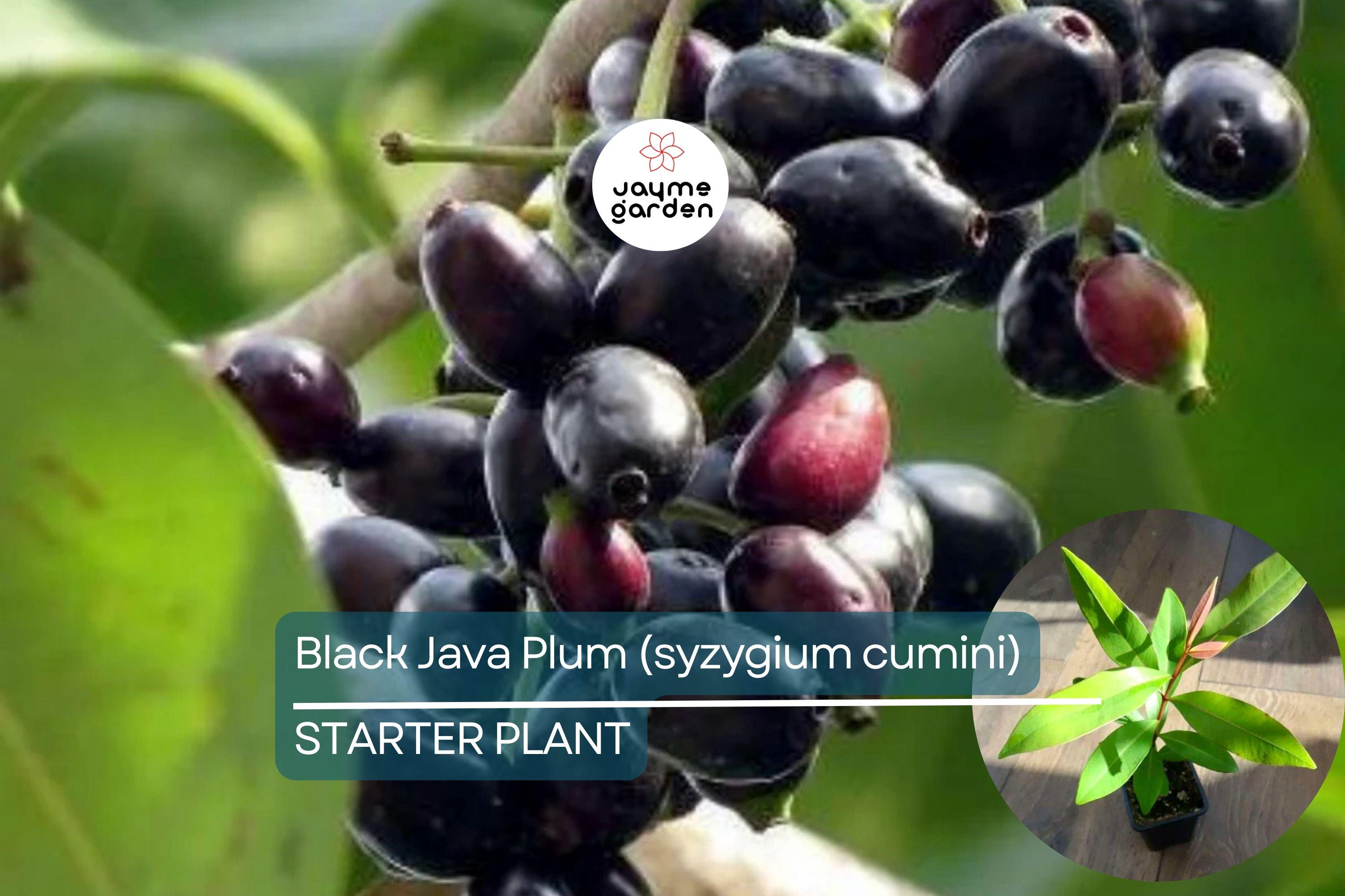 Black Java Plum Tree - Live Syzygium cumini 1’-2’ Tall | Tropical Fruit Tree | Nutritious Plum for Culinary & Medicinal Use