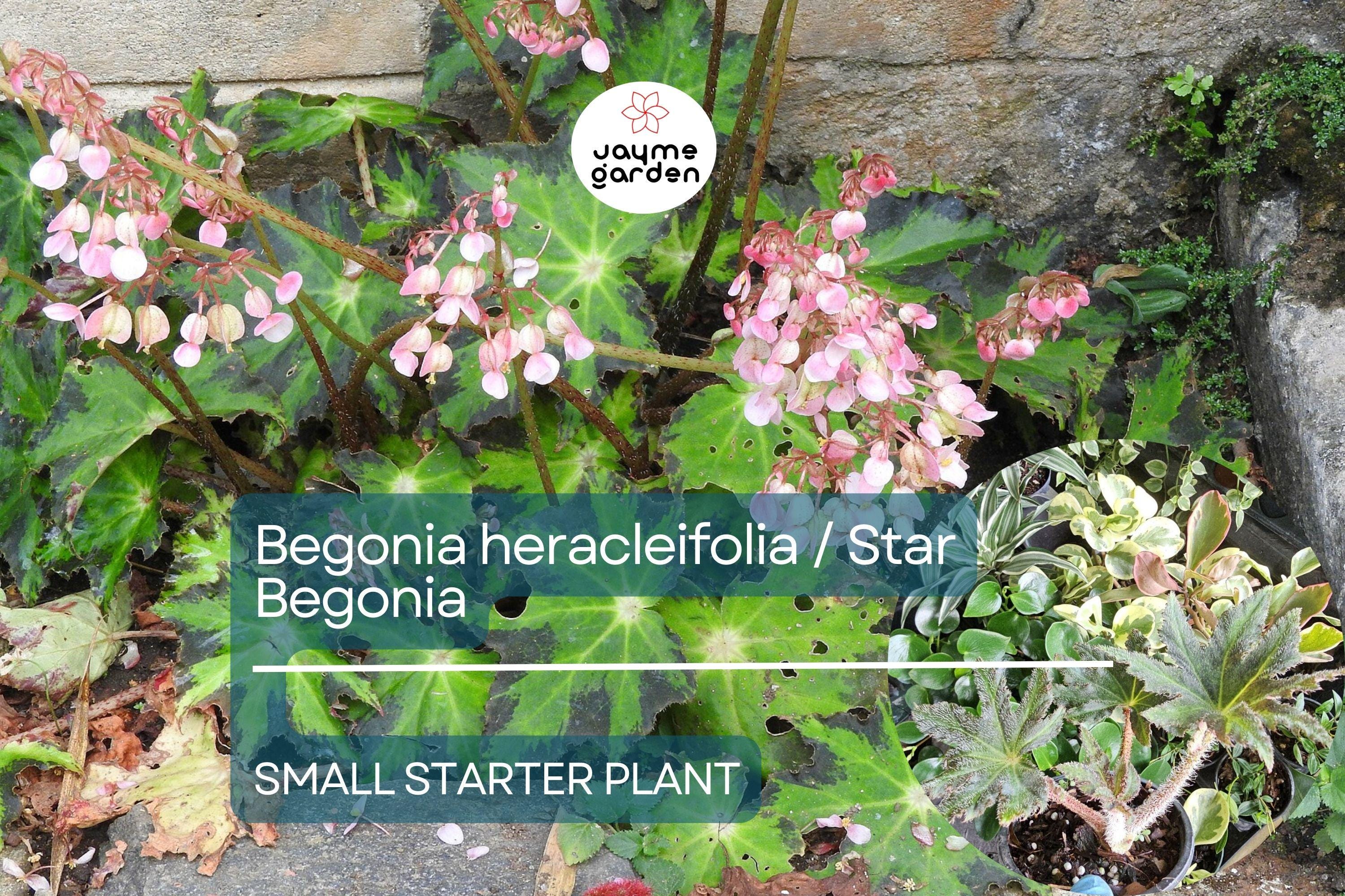 Begonia heracleifolia Starter Plant - Hybrid Rhizomatous Star Begonia - Unique Foliage for Indoor Decor, Terrariums & Tropical Gardens