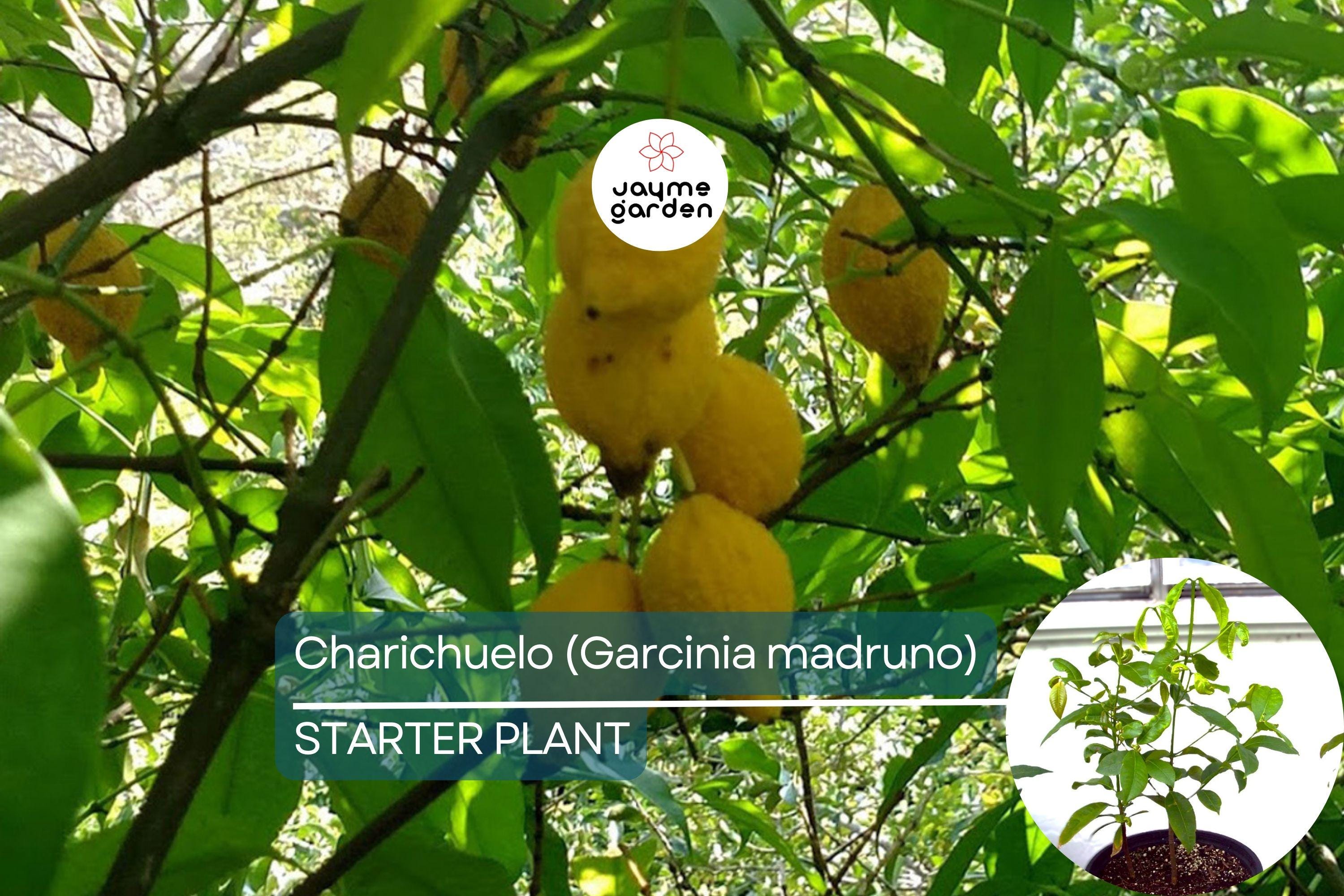 Bumpy Lemon (Garcinia madruno) Starter Plant | Tropical Fruit Tree Unique Citrus Flavor | 12″-24″ Tall