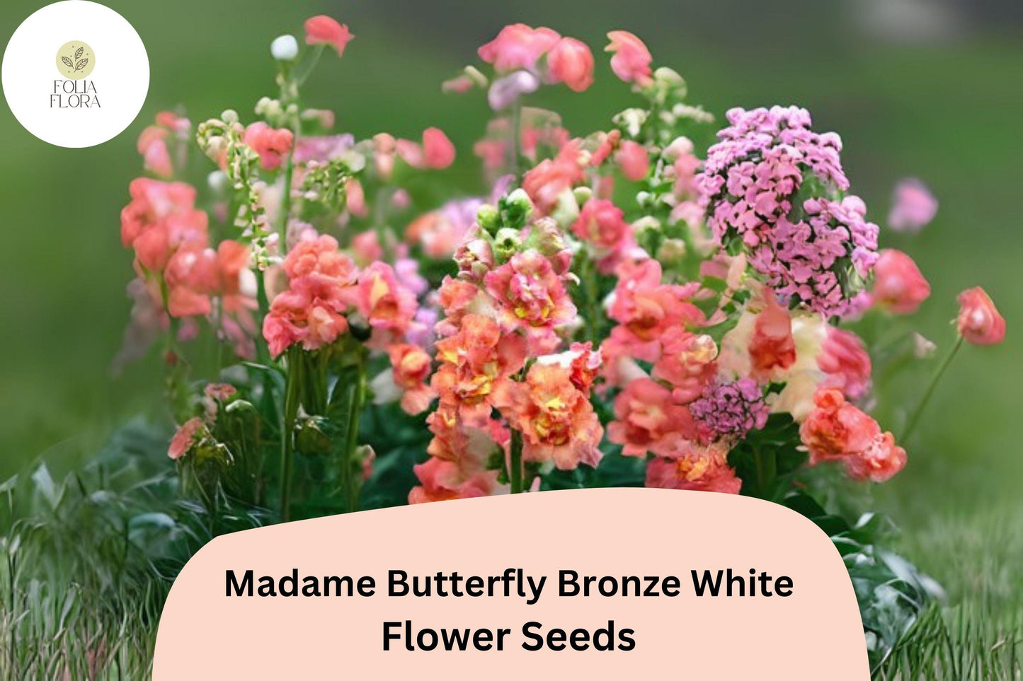 Antirrhinum majus Madame Butterfly Bronze White Snapdragon Seeds – 1000+ Ruffled Blooms for Garden & Bouquets