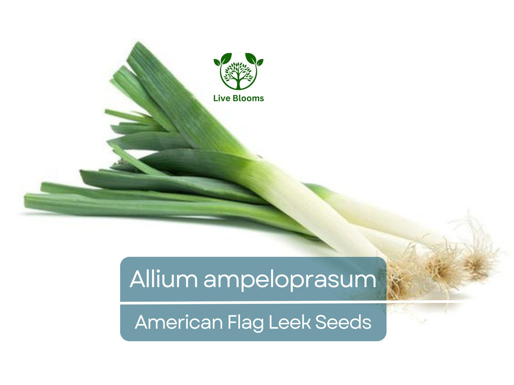 150 Seeds American Flag Leek - Allium ampeloprasum, Heirloom Leek Variety, Non-GMO, Easy to Grow, Hardy, Great for Gardeners & Cooks