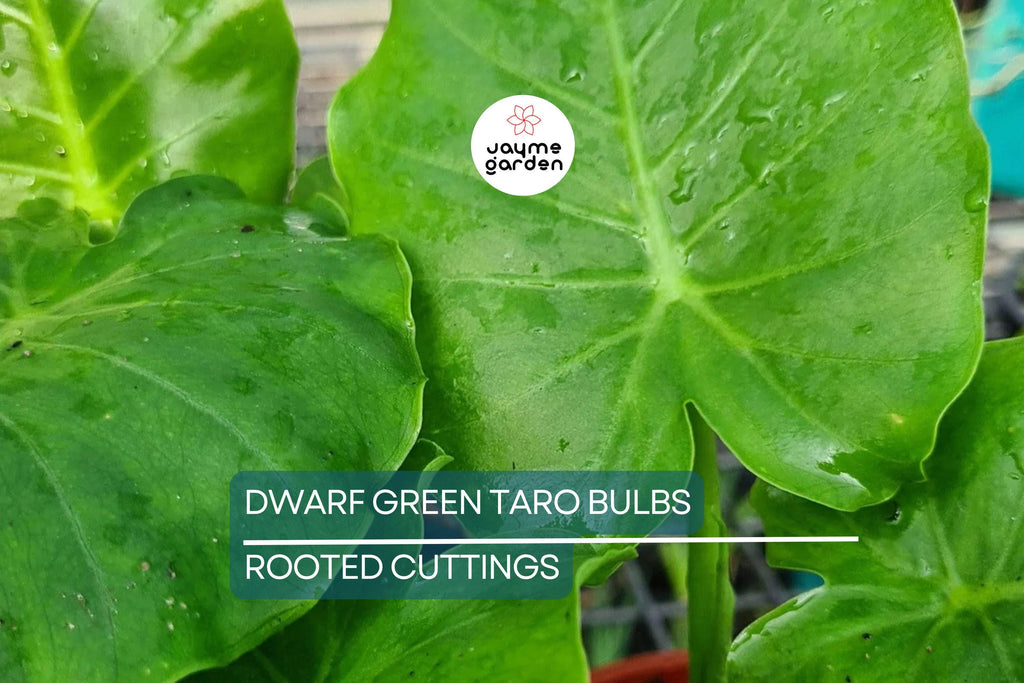 10 Dwarf Green Taro Bulbs - Colocasia Esculenta - Koi Pond, Bog, Tropical Plant - Edible, Fast-Growing, Zone 8+