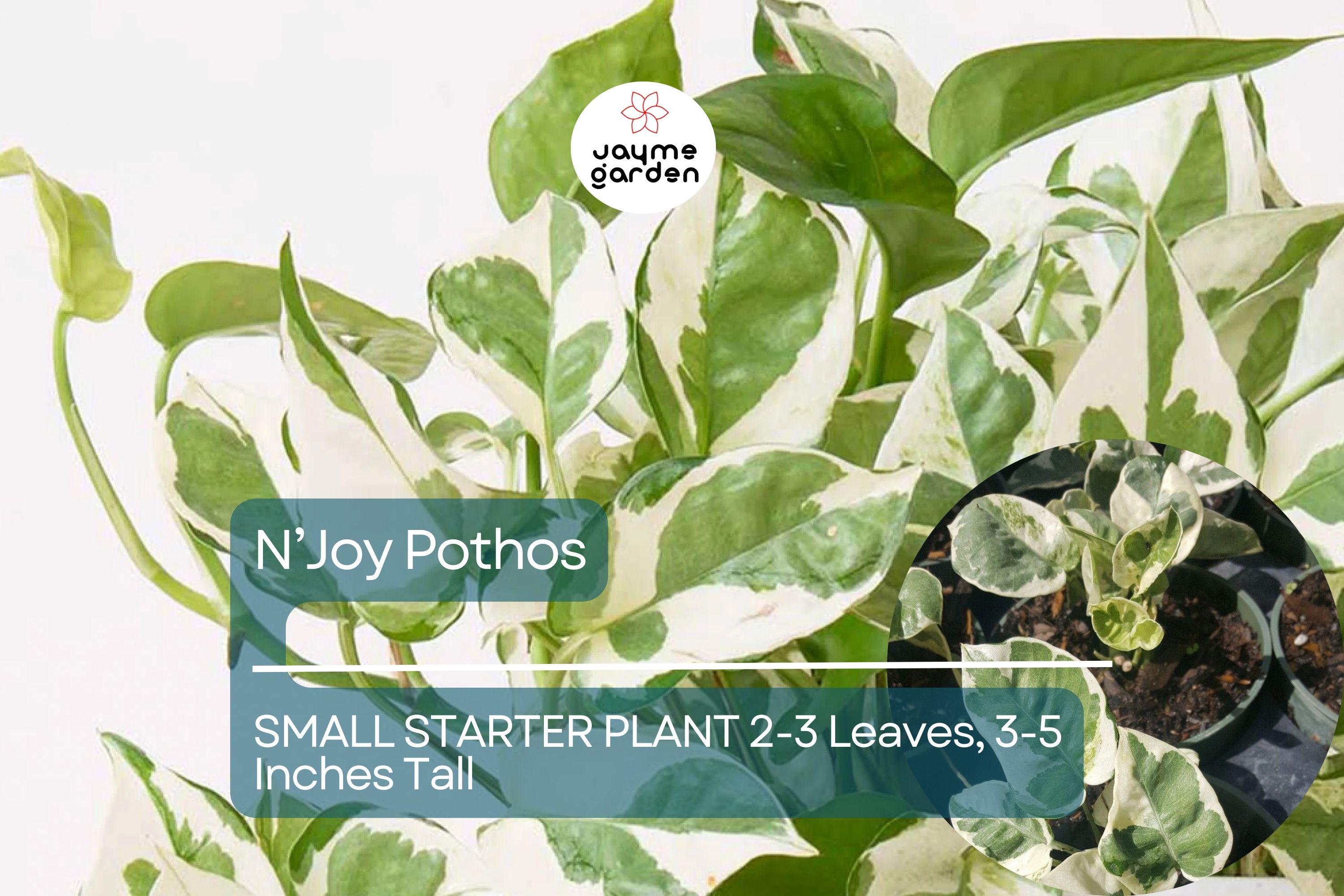 1 N’Joy Pothos Starter Plant Well-Rooted, 2-3 Leaves, 3-5 Inches Tall - Variegated Indoor Vine for Home & Office Decor
