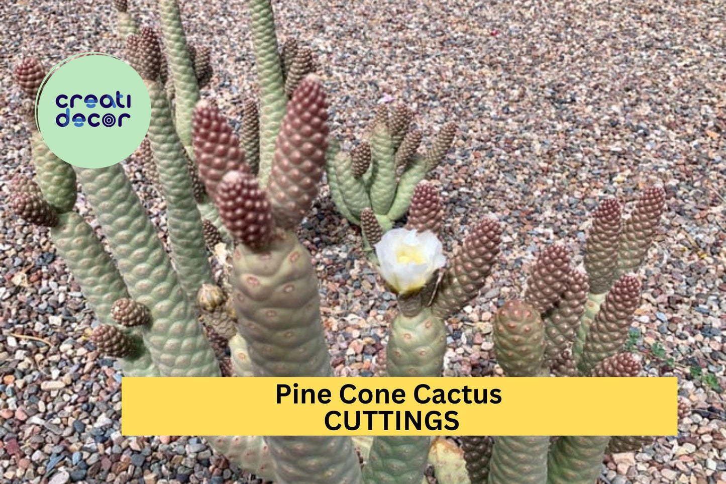 Live Pine Cone Cactus Cutting – 1 Fresh Segment Ready to Grow – Unique Succulent for Containers or Rock Gardens – USA