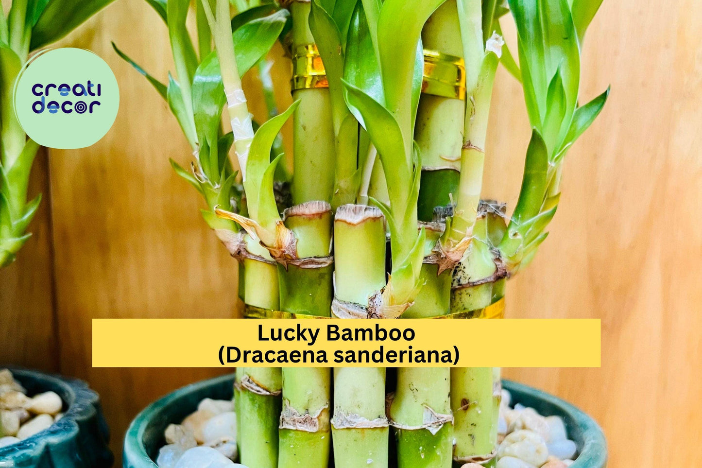 7 Lucky Bamboo Plants – Dracaena sanderiana – 4” Live Stalks for Feng Shui & Indoor Decor – Easy Care Perennial Gift Plant