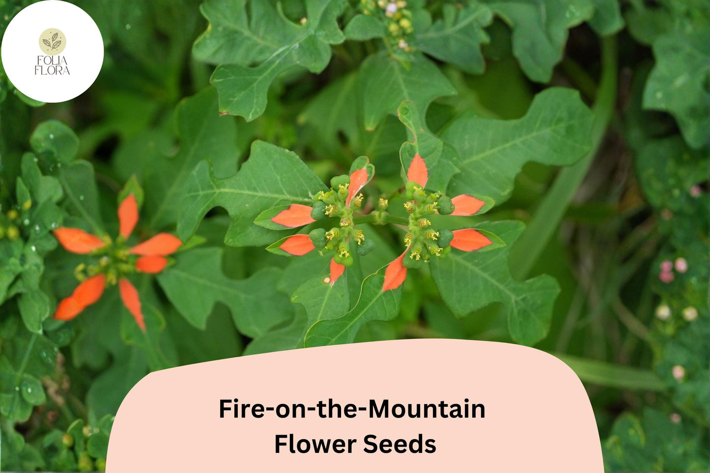10 Euphorbia cyathophora Seeds | Fire-on-the-Mountain | Bright Annual Wildflower for Garden & Pollinators