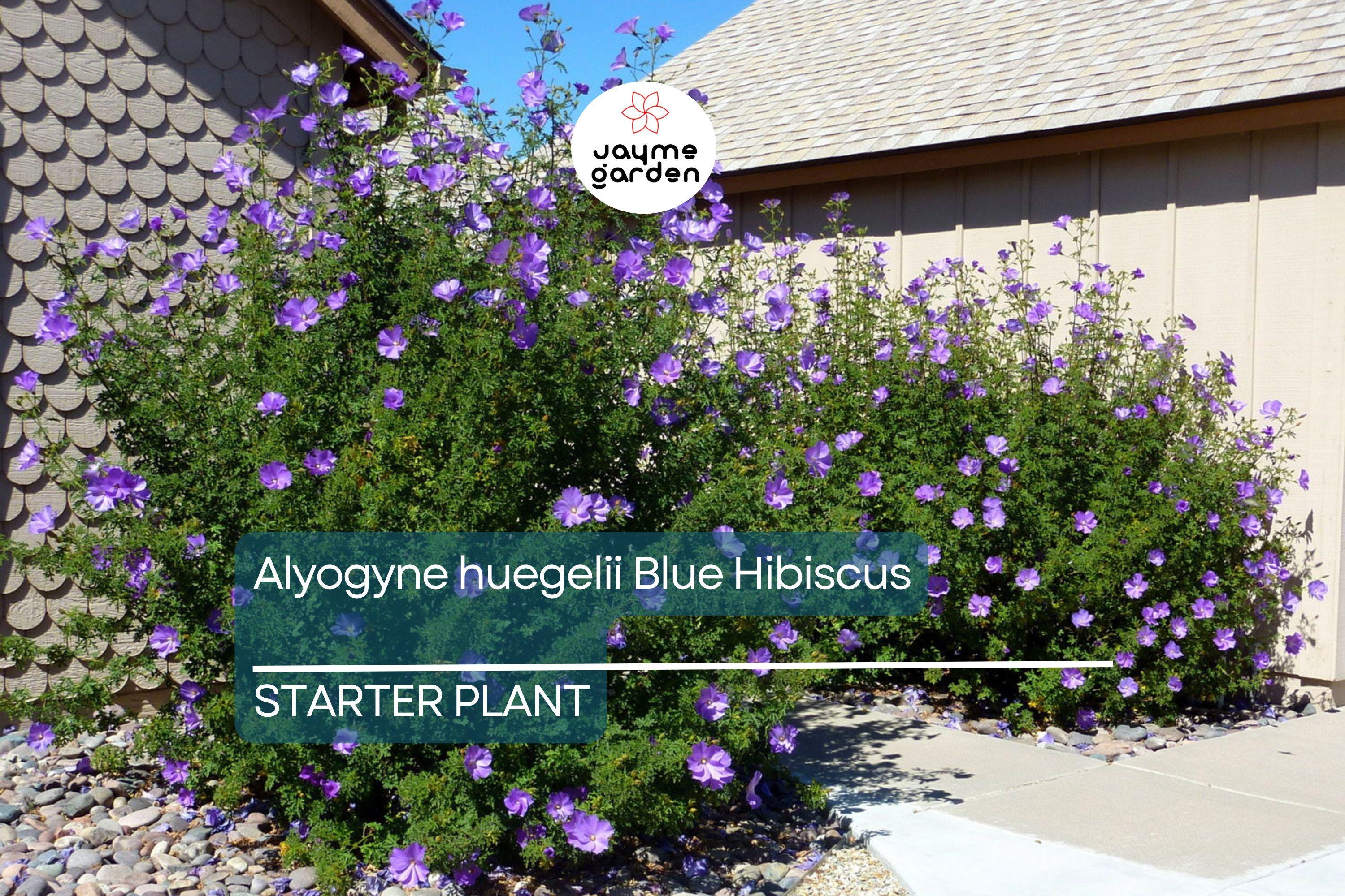 Blue Hibiscus Starter Plant - Alyogyne huegelii - Live Well Rooted Seedling, Blue-Purple Blooms, Indoor & Outdoor, Medium Watering