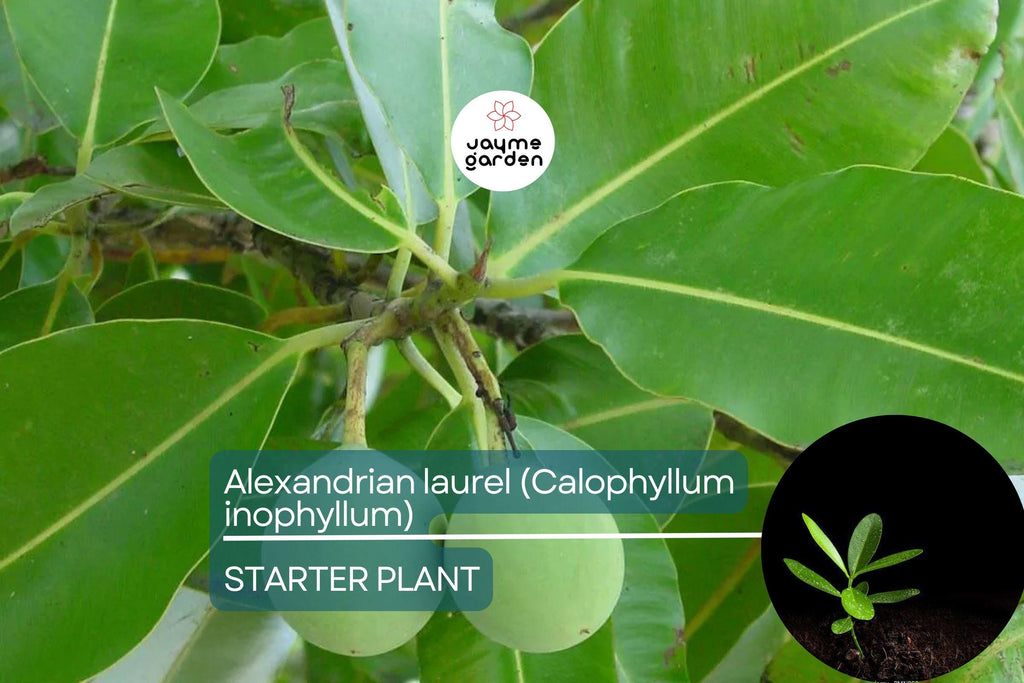 Ball Nut / Alexandrian Laurel (Calophyllum inophyllum) Live Tropical Tree 12”-24” – Elegant Ornamental and Versatile Uses
